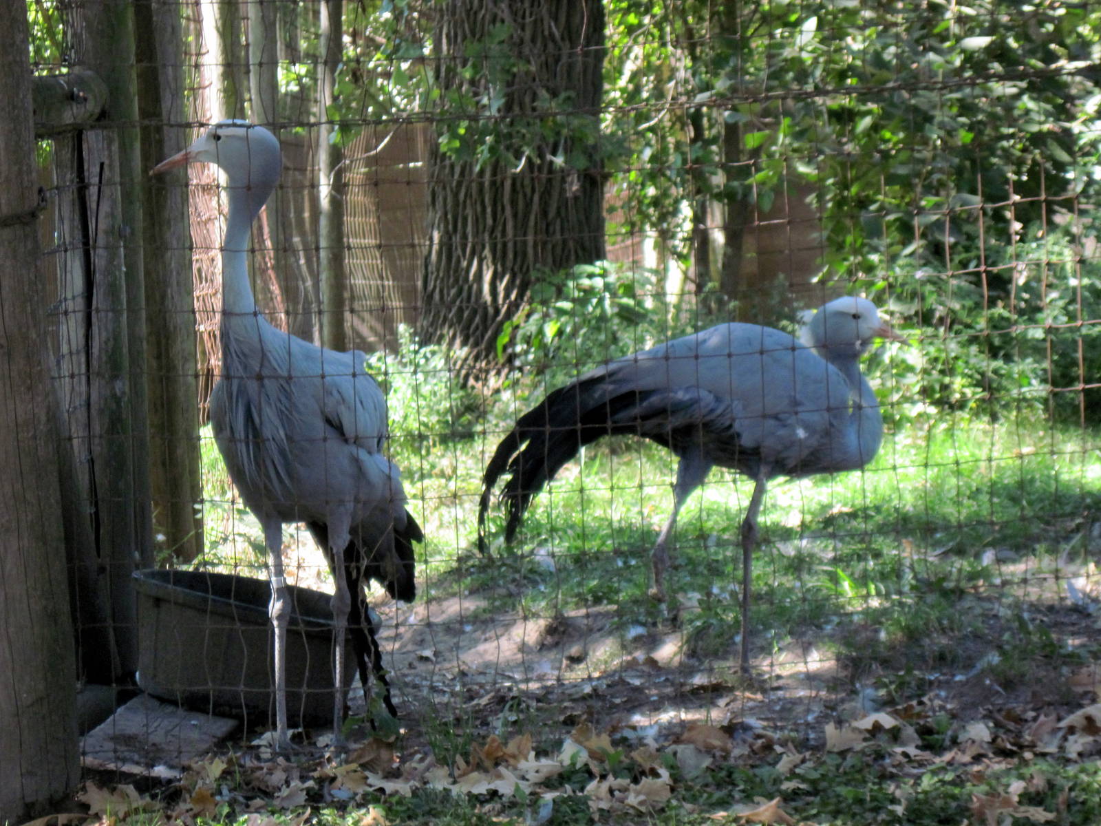 Hoofstock-Stanley Cranes