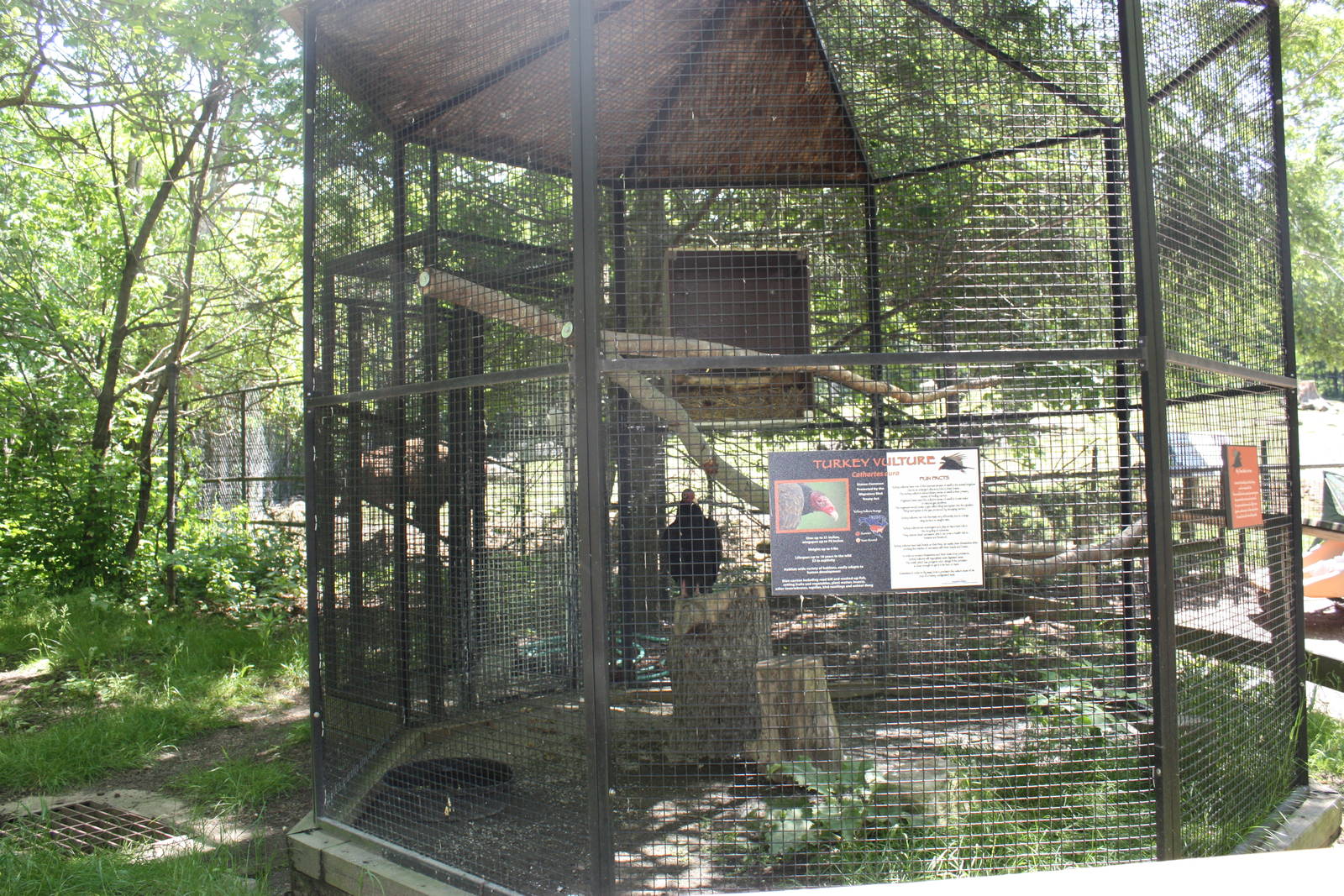 Hoofstock- Turkey Vulture Exhibit