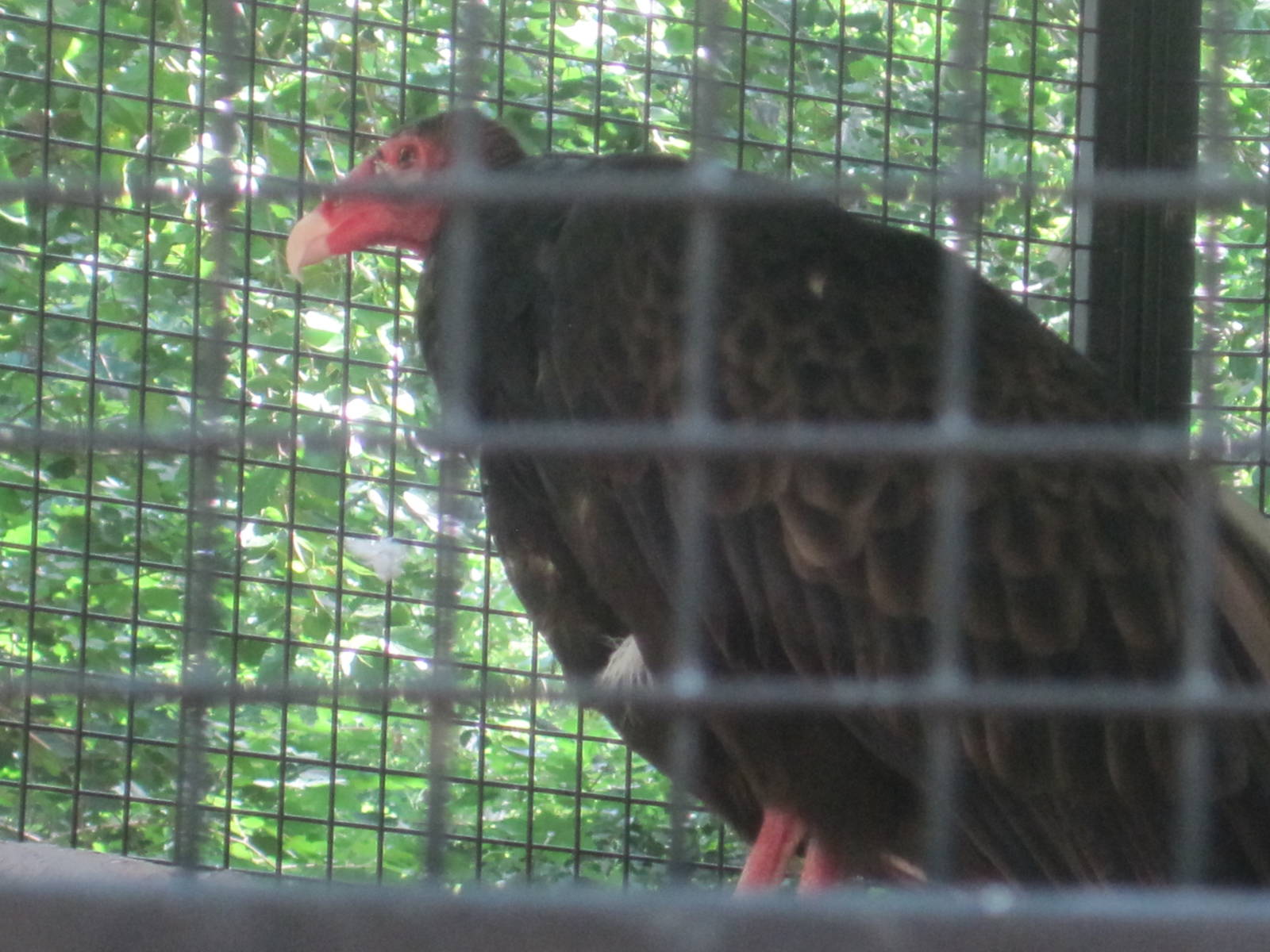 Hoofstock- Turkey Vulture