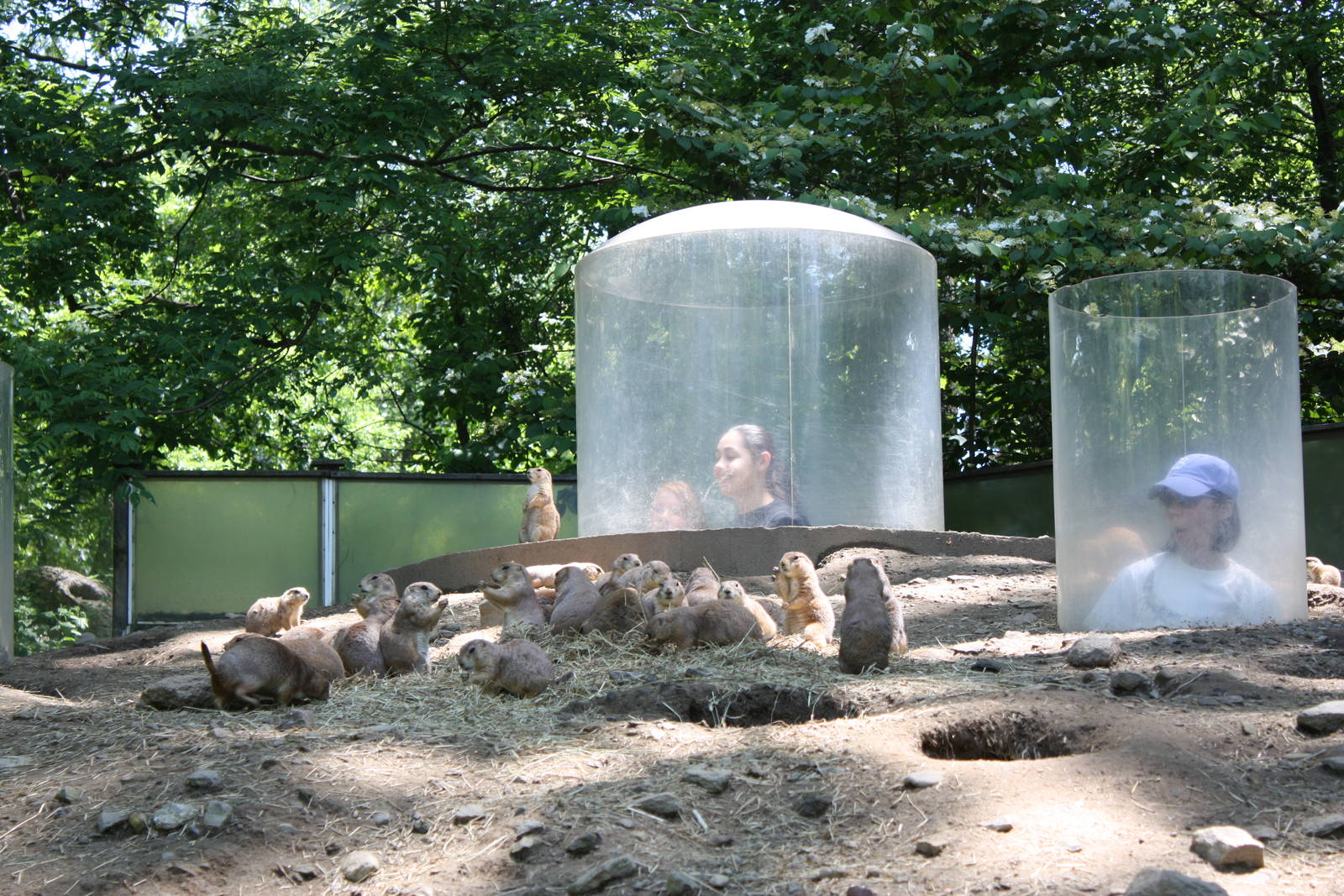 Hoofstock- Viewing Bubbles