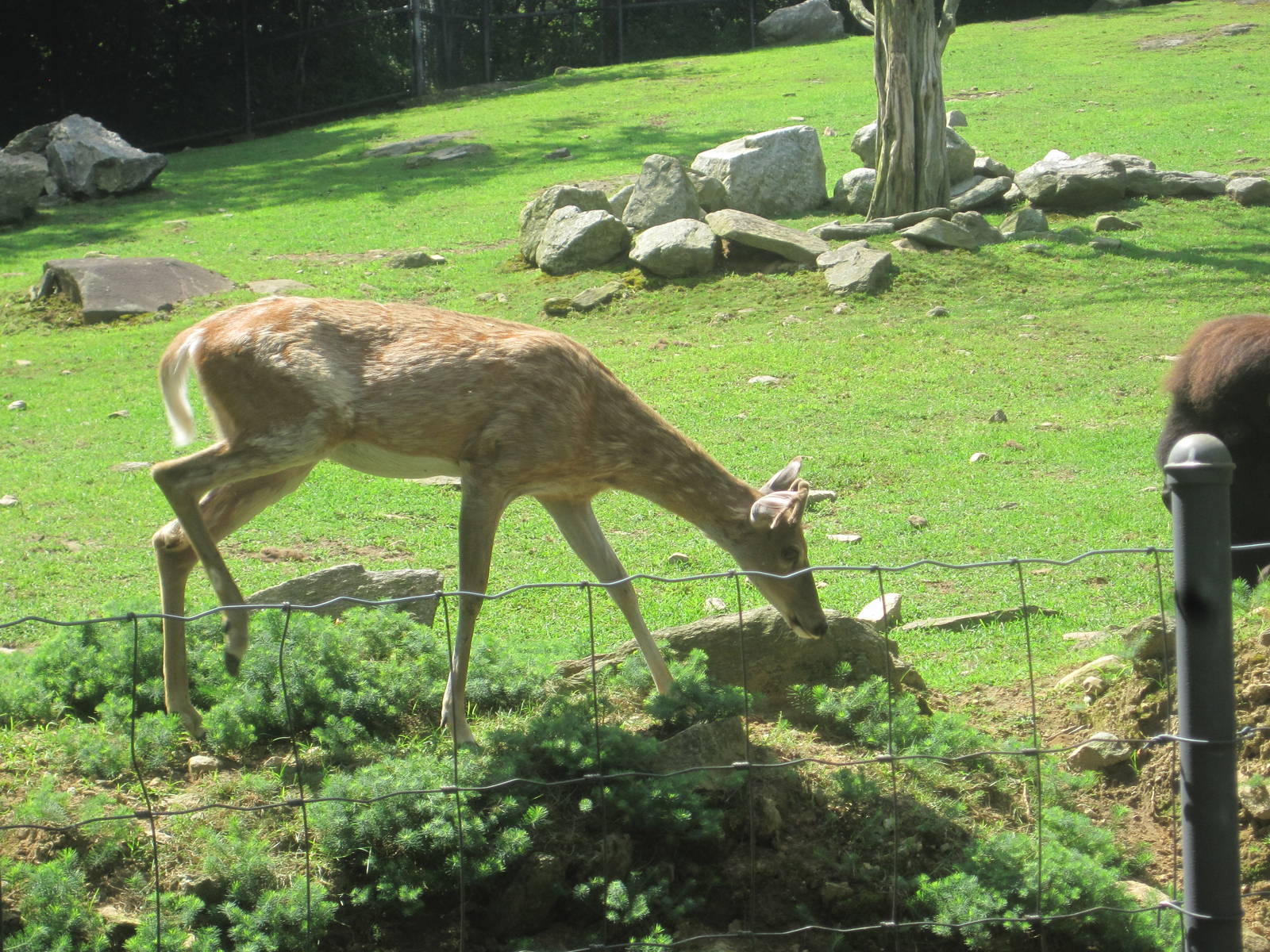 Hoofstock- White-Tailed Deer