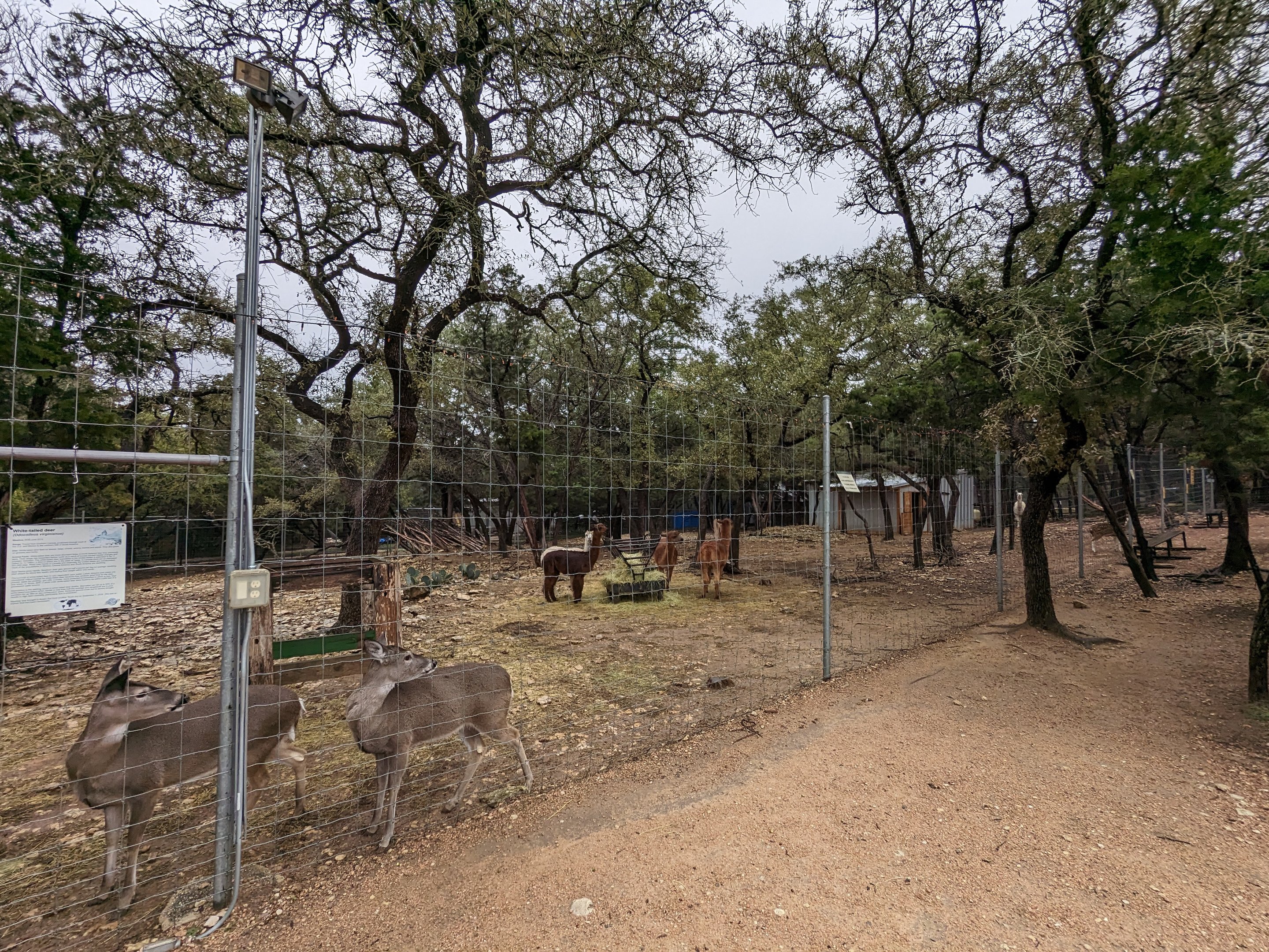 Hoofstock yard with alpaca and deer