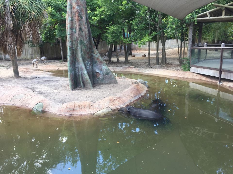 Hoofstock Yards- Tapir