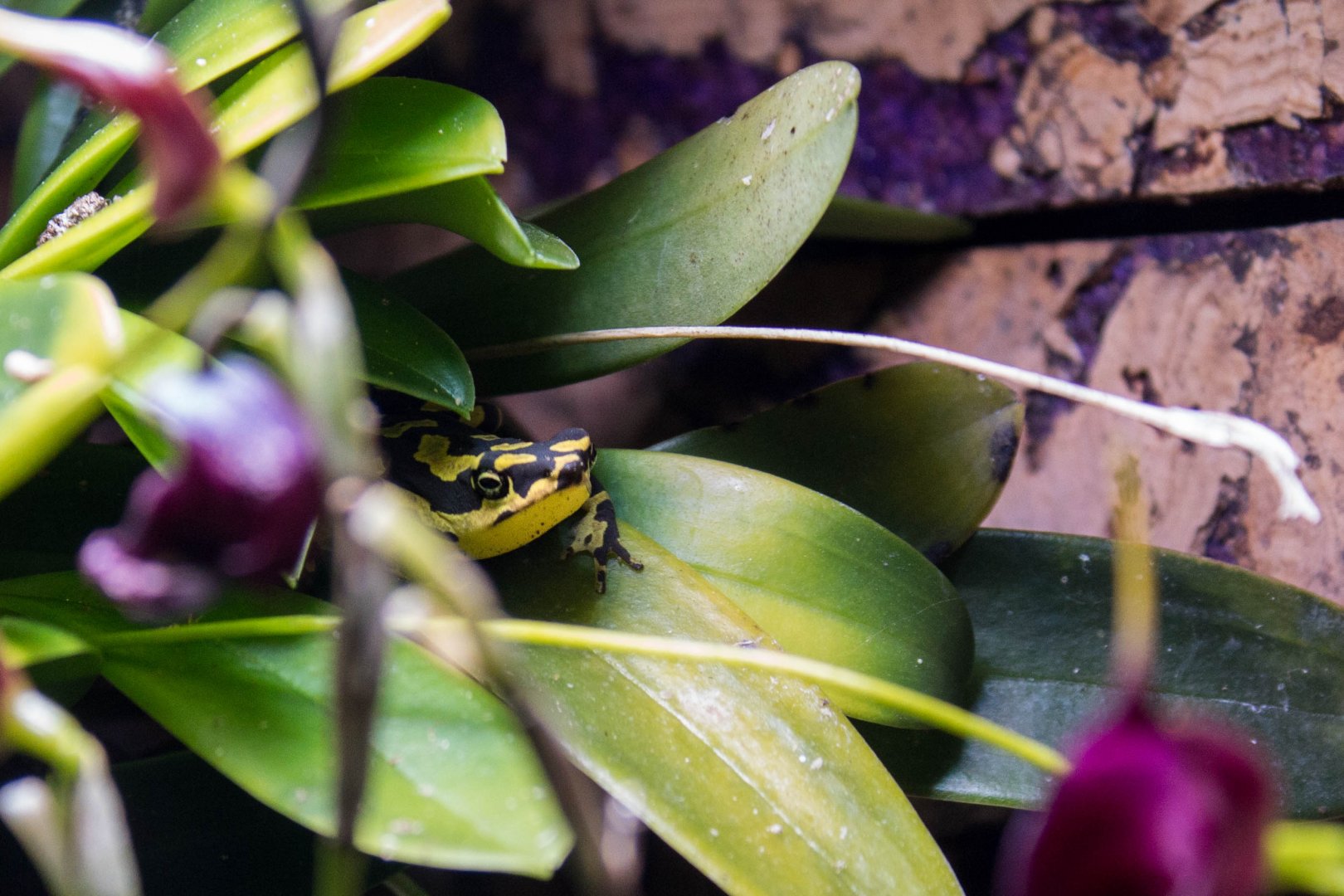 Hoogmoed's harlequin toad