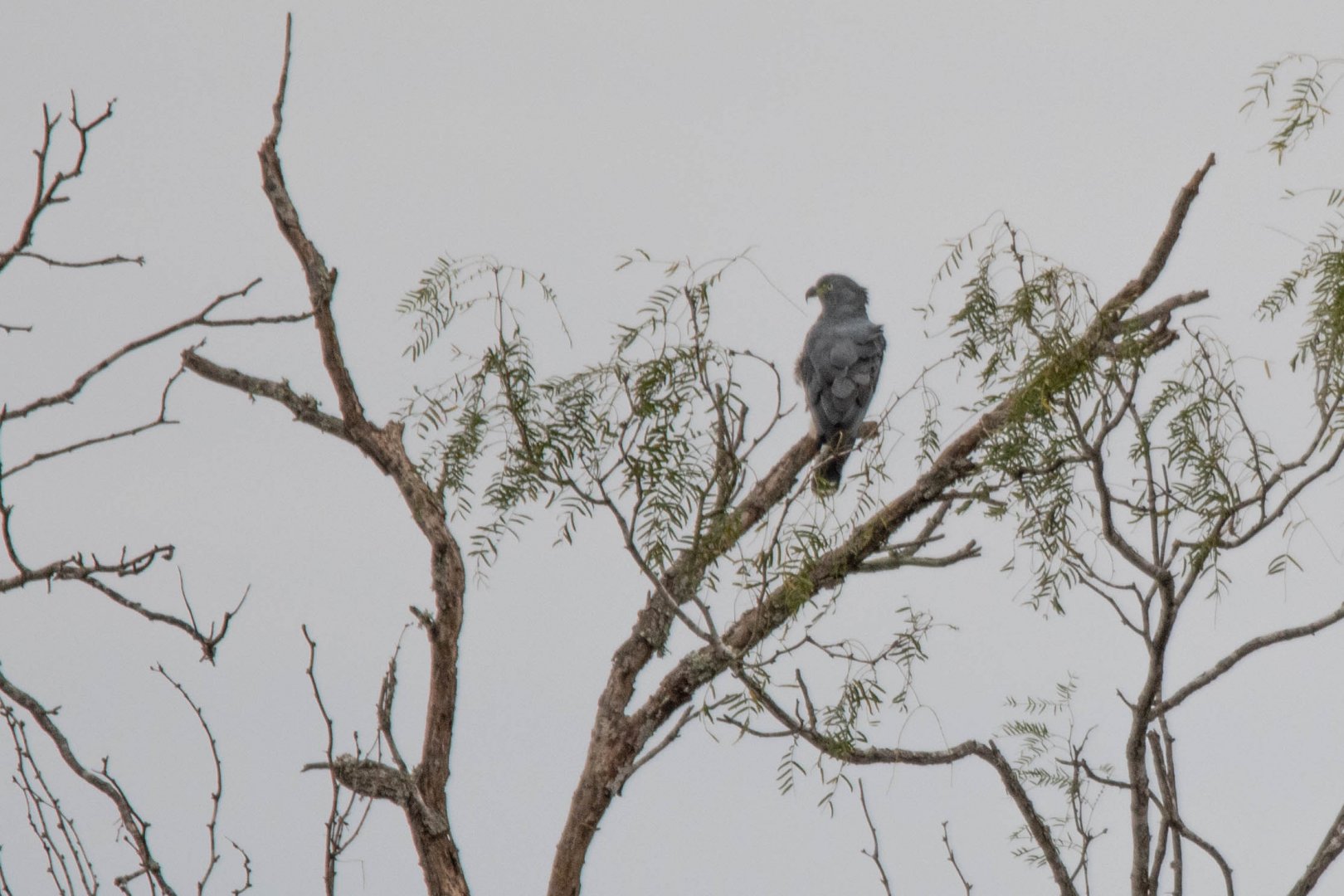 Hook-billed Kite (Chondrohierax uncinatus uncinatus)