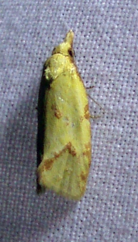 Hook-marked Straw Moth (Agapeta hamana)