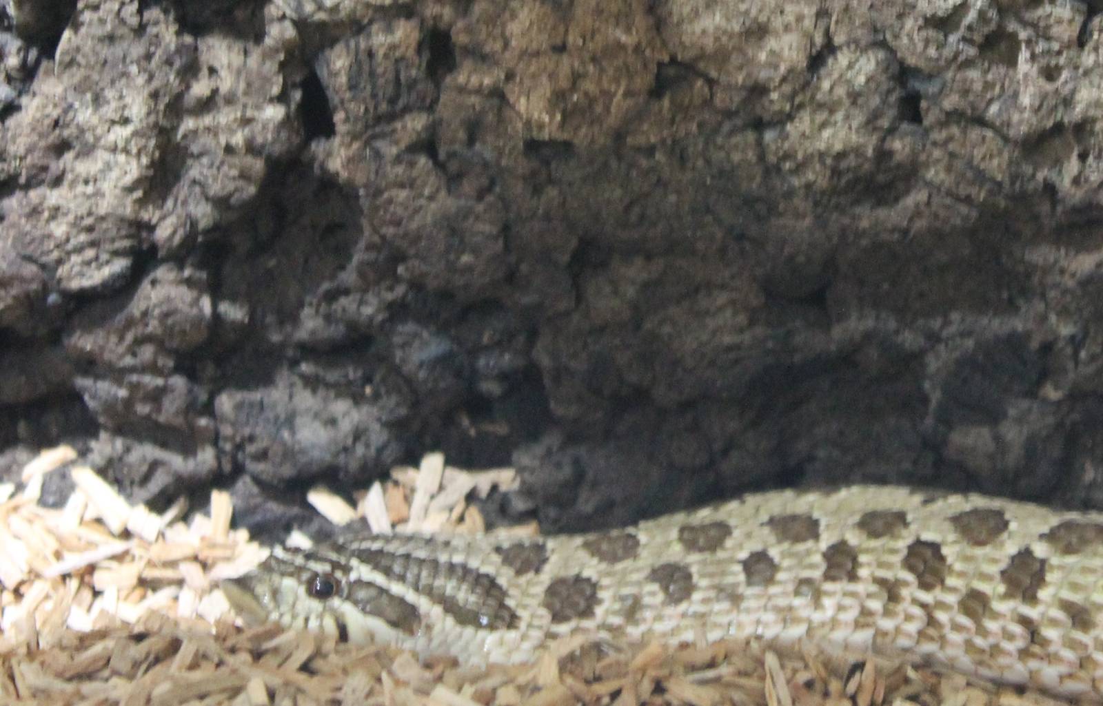 Hook-nose Heterodon nasicus
