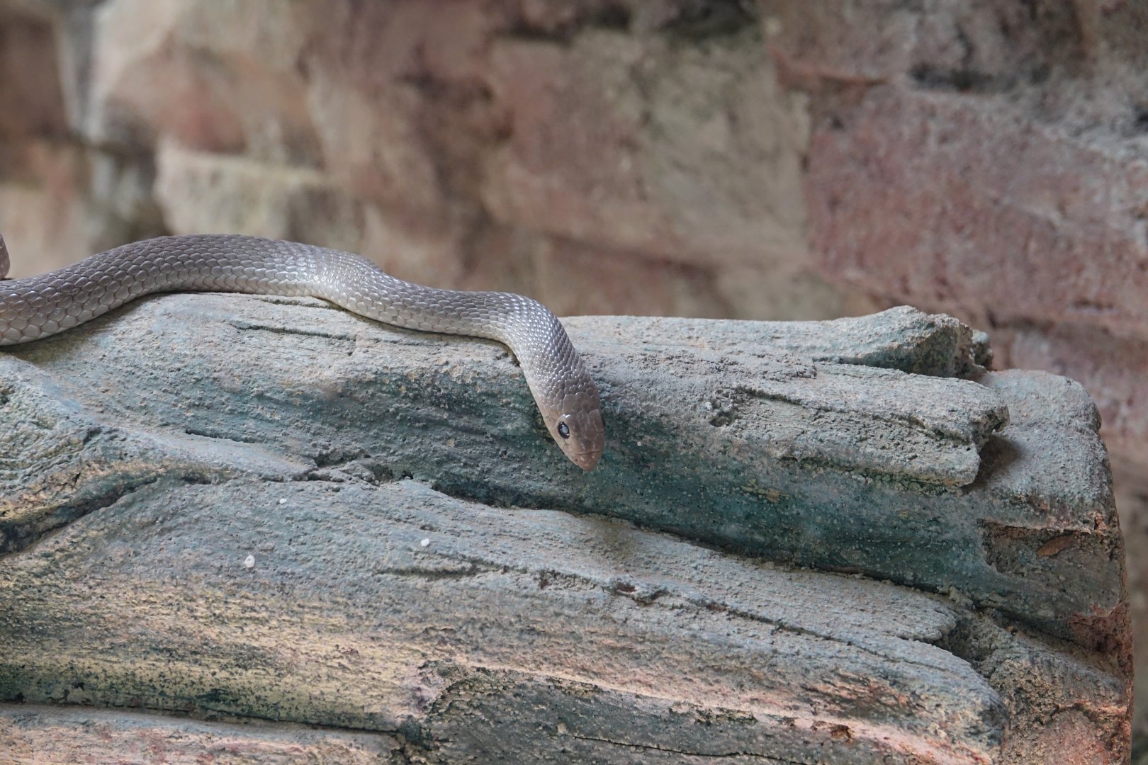 Hooked-nosed Beaked Snake