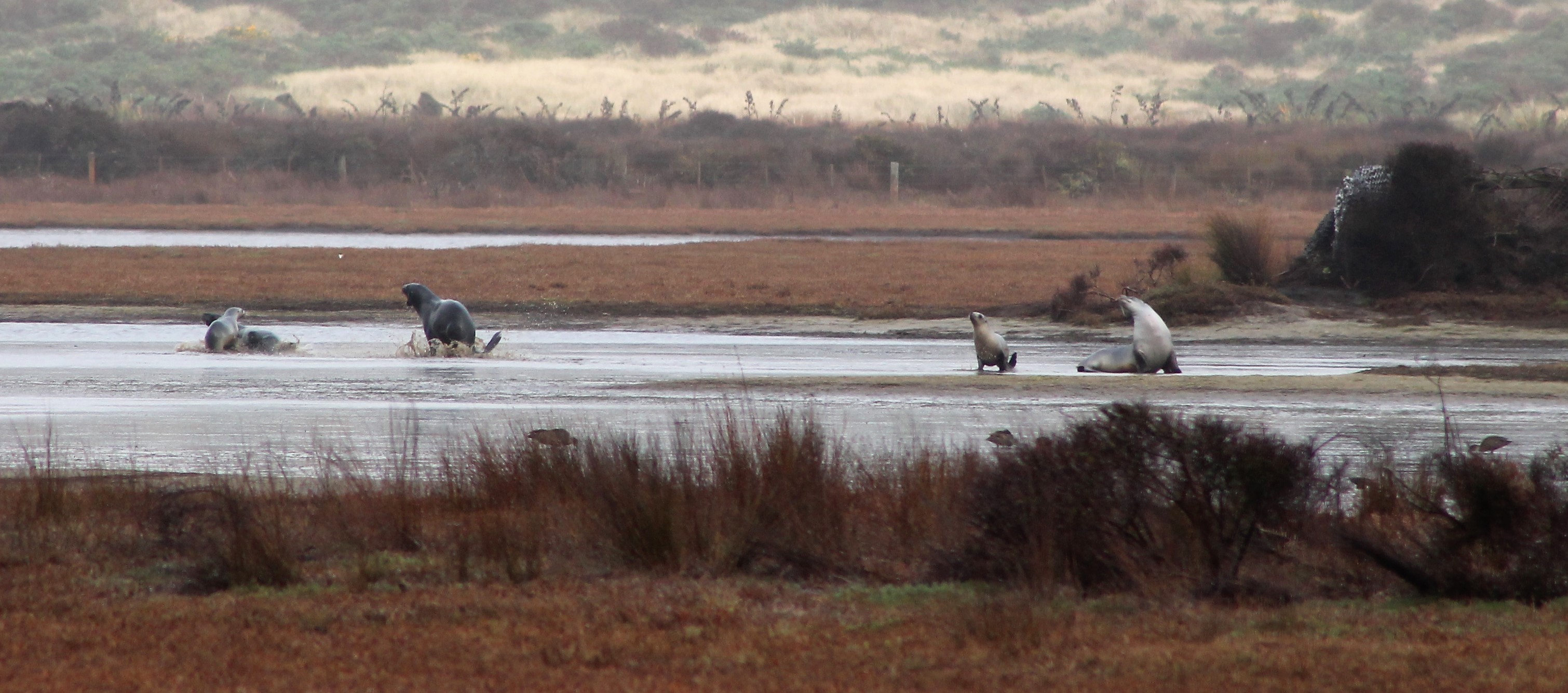 Hooker's Sealions (Phocarctos hookeri)