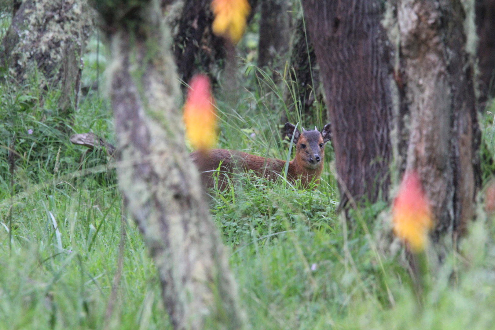 Hook's Black-Fronted Duiker