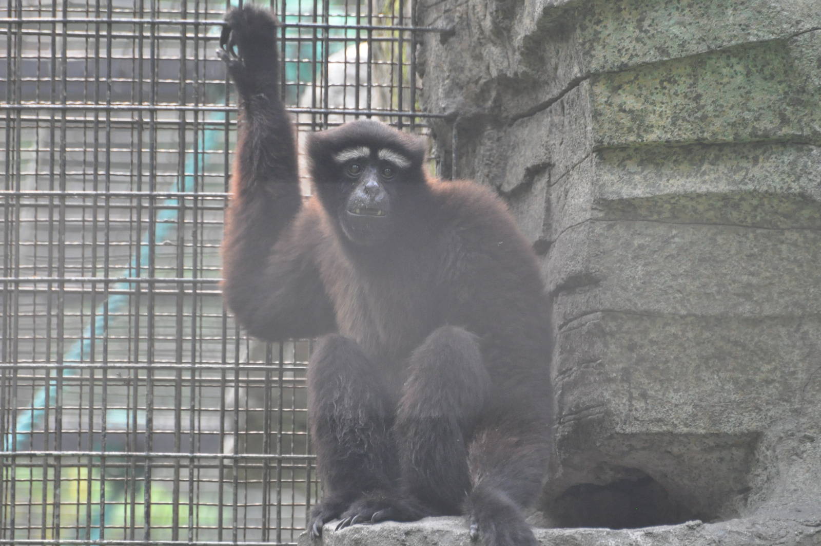 Hoolock gibbon/ Bunopithecus hoolock