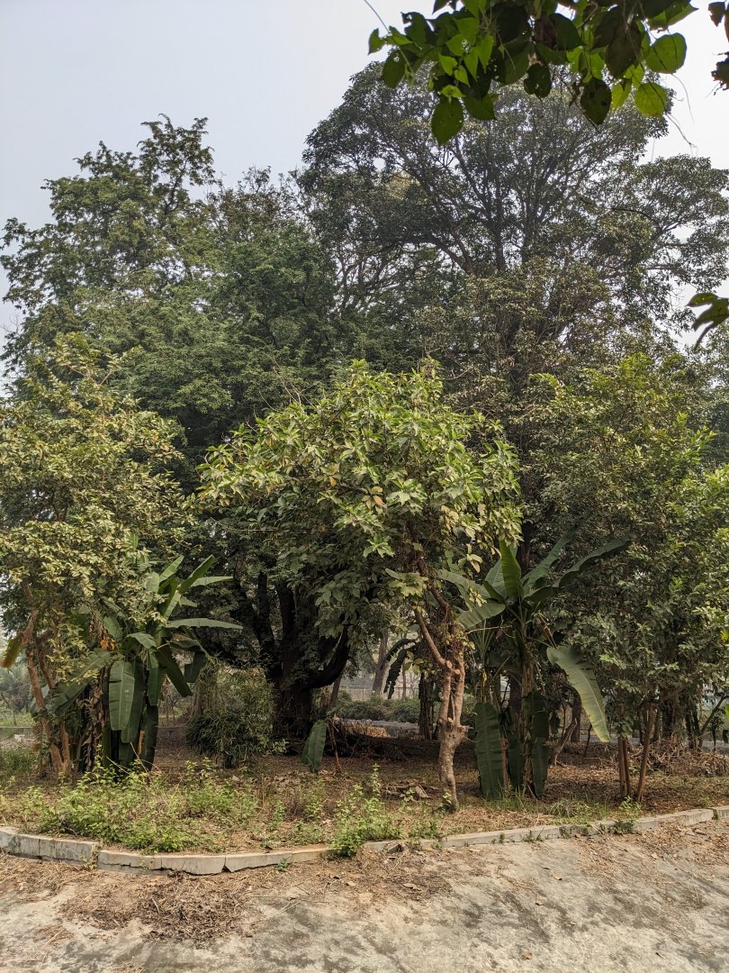 Hoolock gibbon enclosure