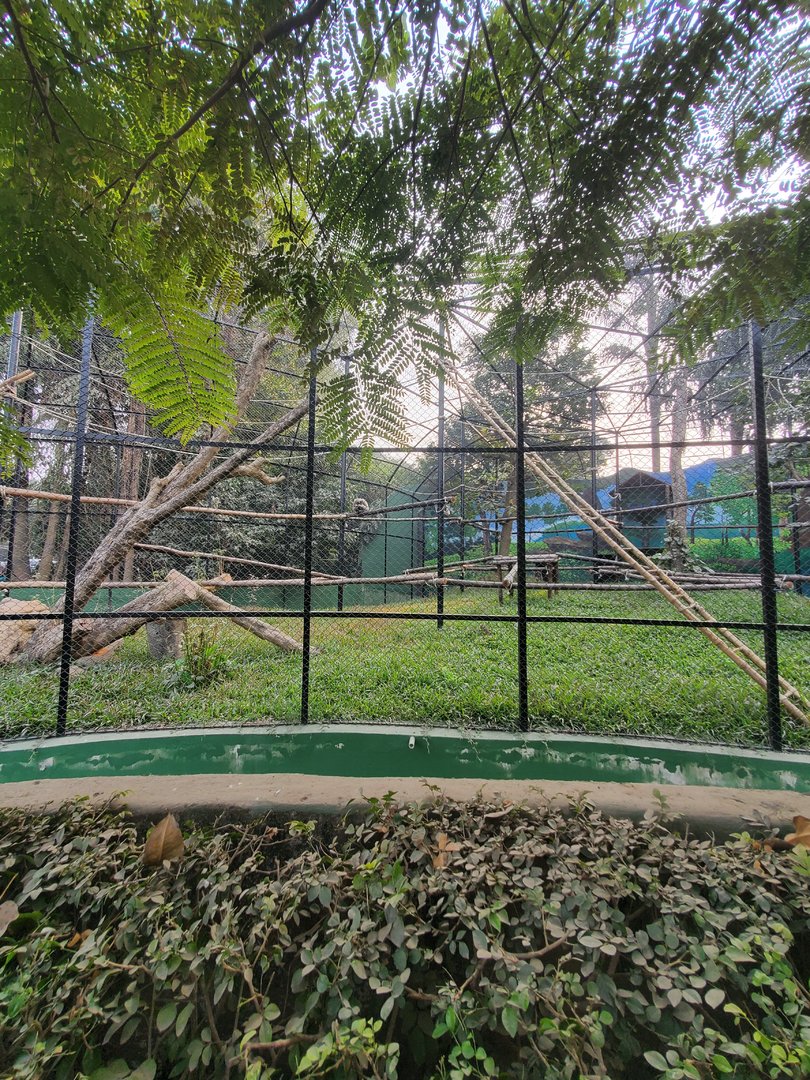 Hoolock Gibbon Exhibit - January 2023