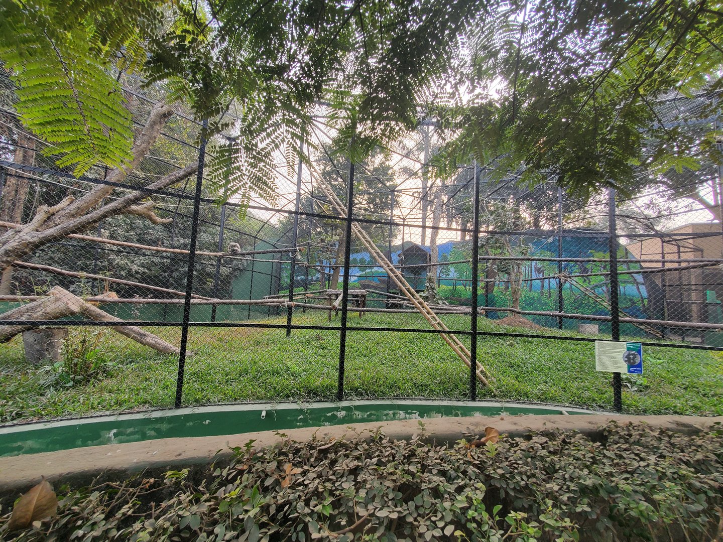 Hoolock Gibbon Exhibit - January 2023