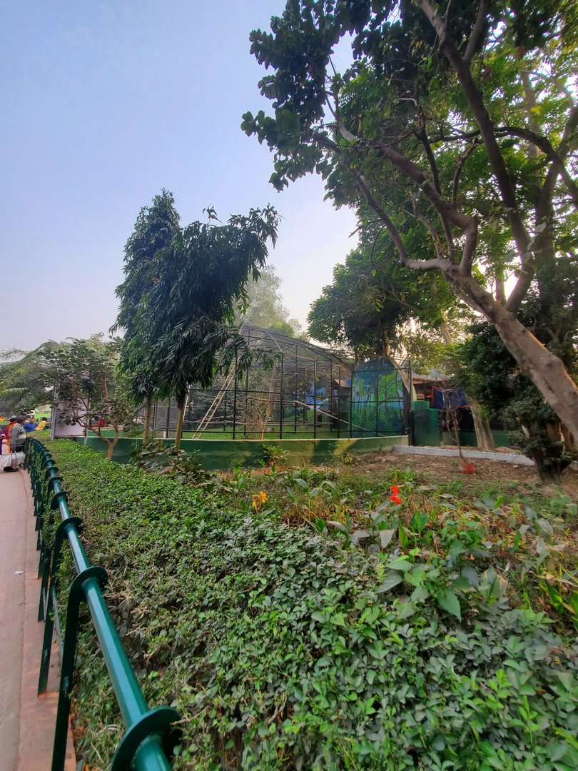 Hoolock Gibbon Exhibit - January 2023