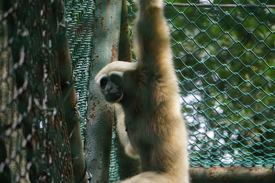 Hoolock gibbon (Hoolock sp)