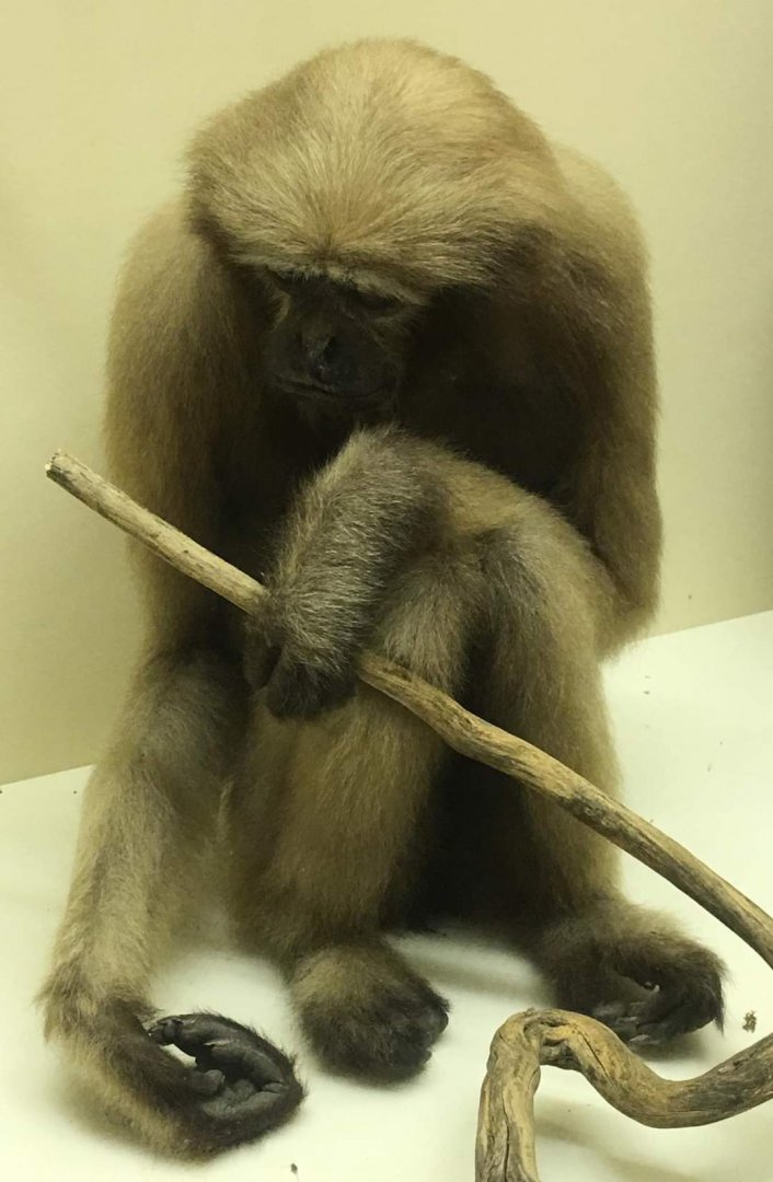 Hoolock gibbon (Hoolock sp.)