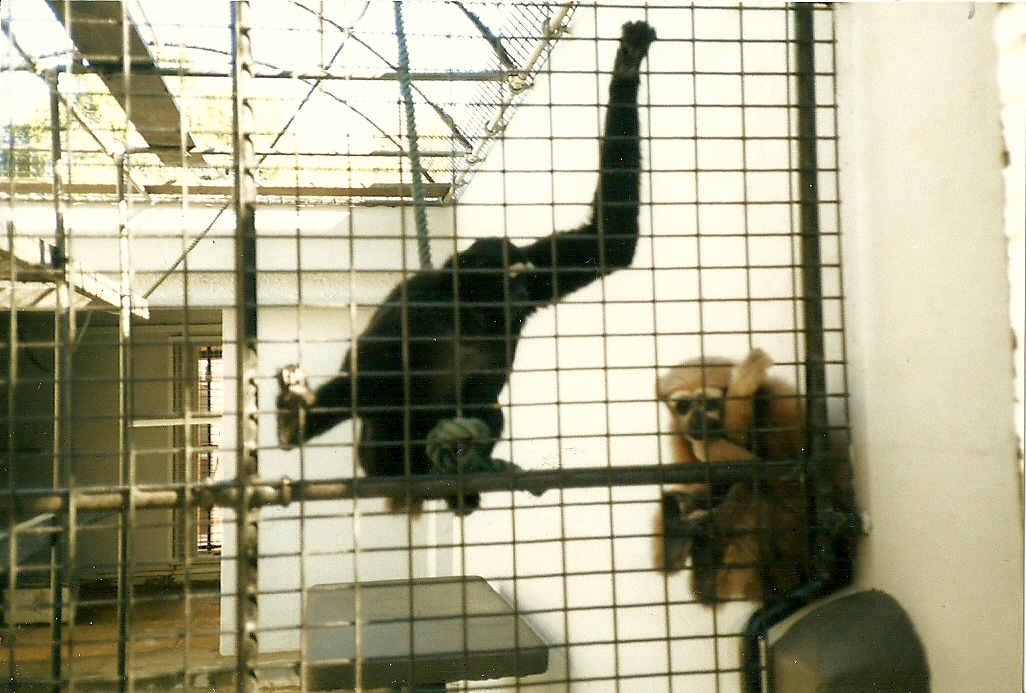 Hoolock Gibbon Pair, Perth Zoo - June 1987