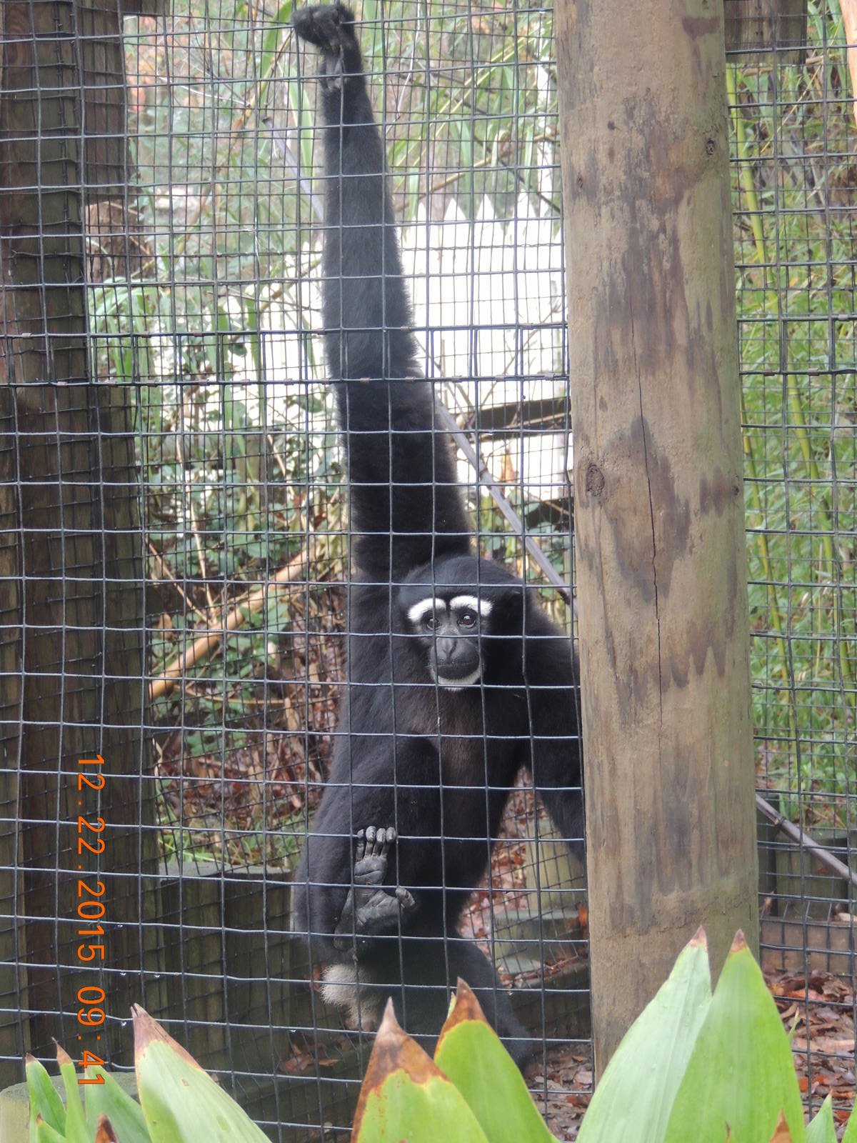 hoolock gibbon