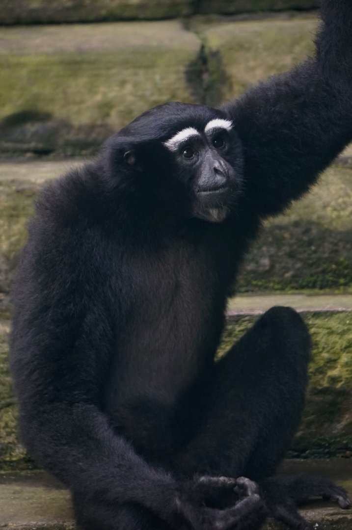Hoolock gibbon