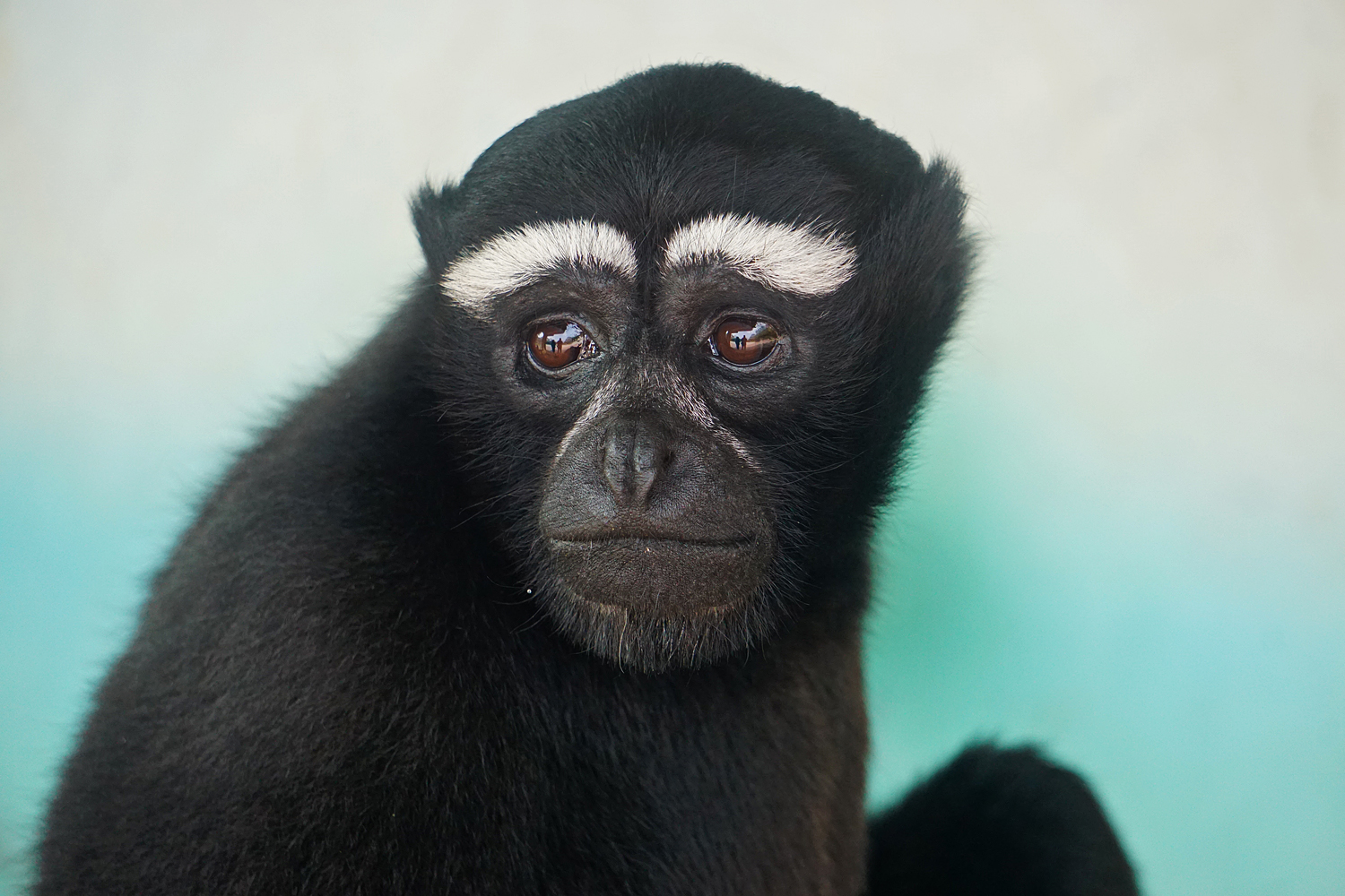 Hoolock gibbon