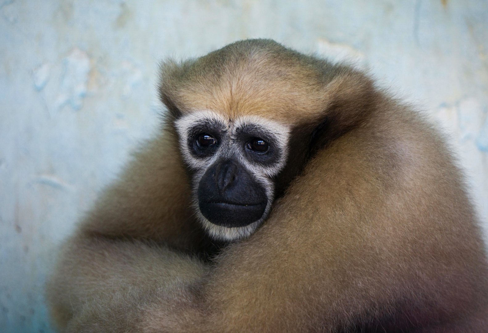 Hoolock gibbon