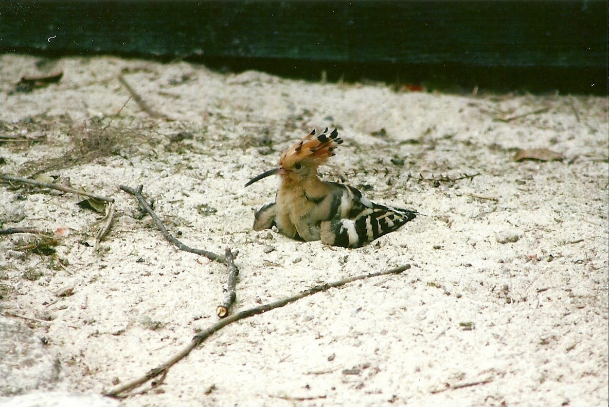 Hoopoe 13th September 2012
