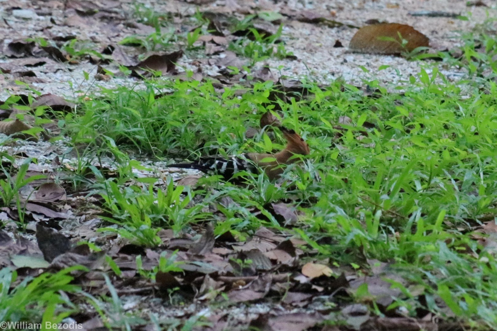 Hoopoe - Bang Pra Non-hunting Area