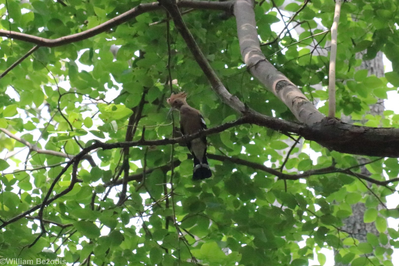 Hoopoe - Bang Pra Non-hunting Area