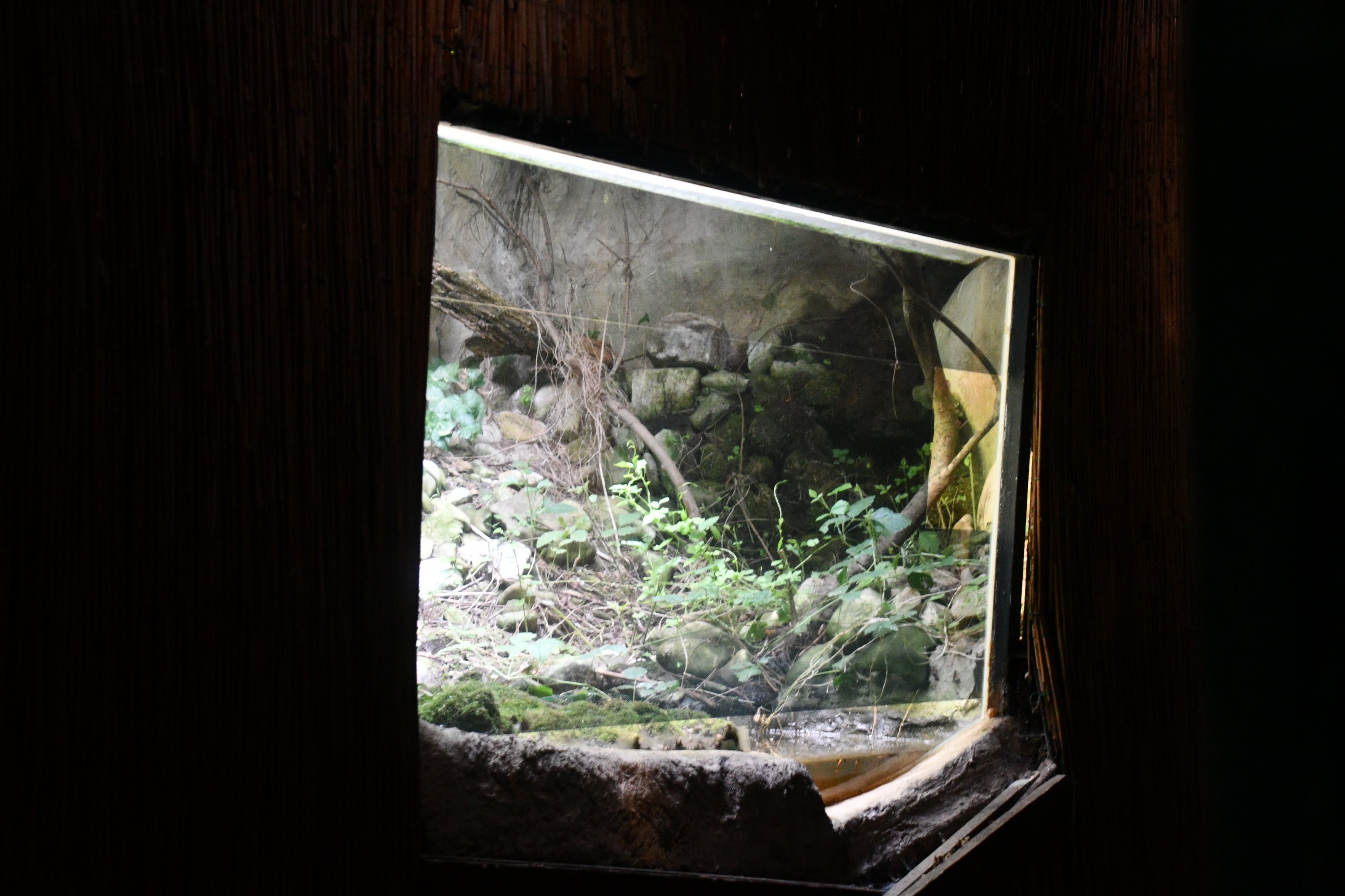 Hoopoe/Bee-eater/Spotted Redshank/Bohemia Waxwing exhibit