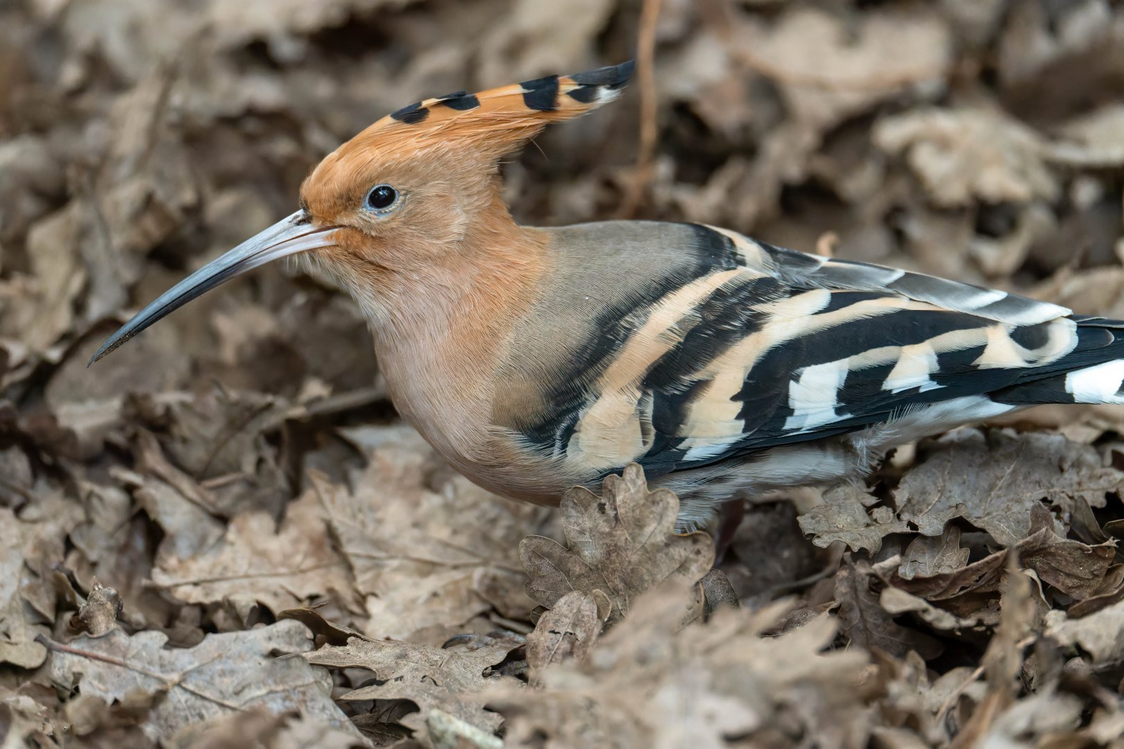 Hoopoe, CWP, UK