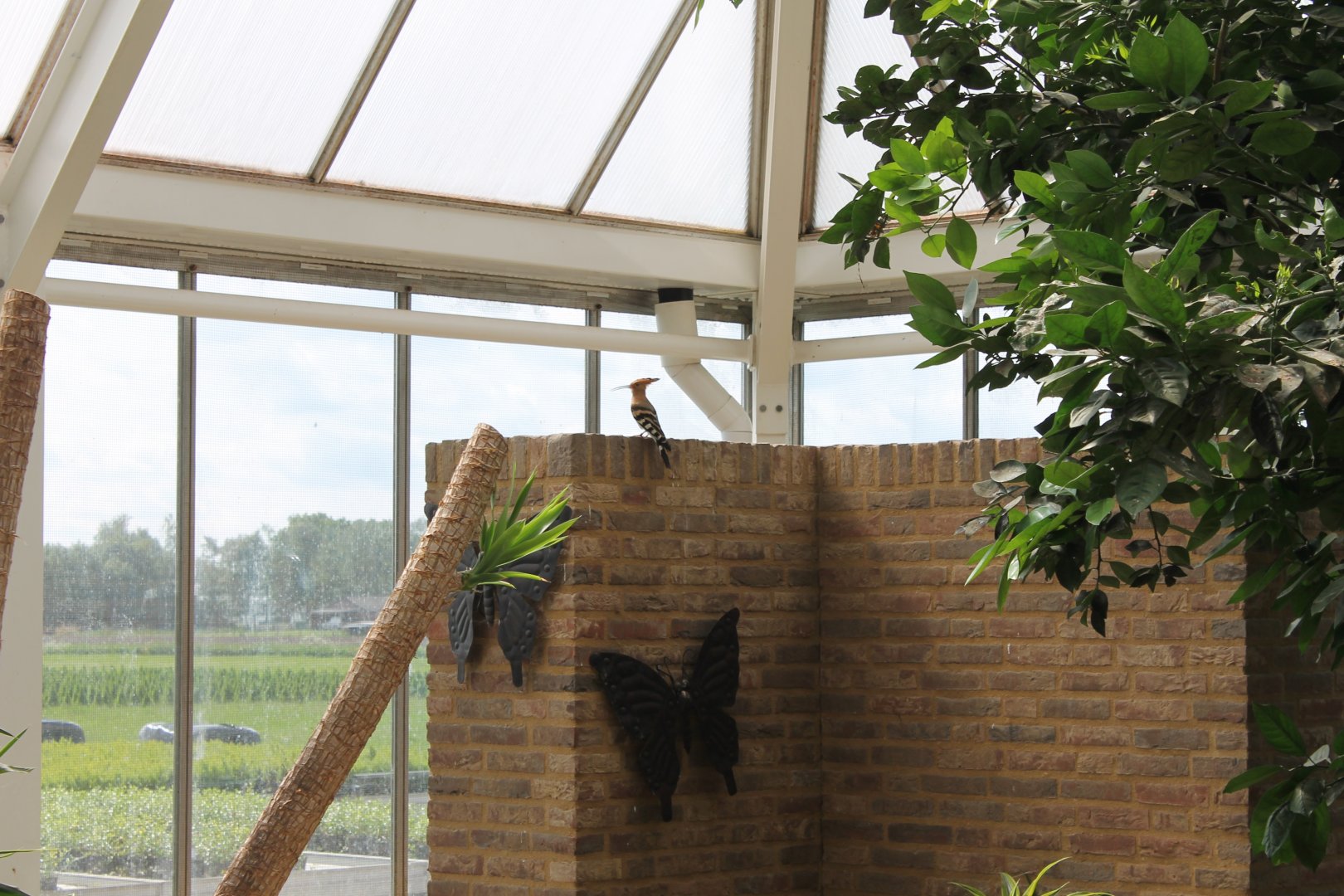Hoopoe enjoying the landscape