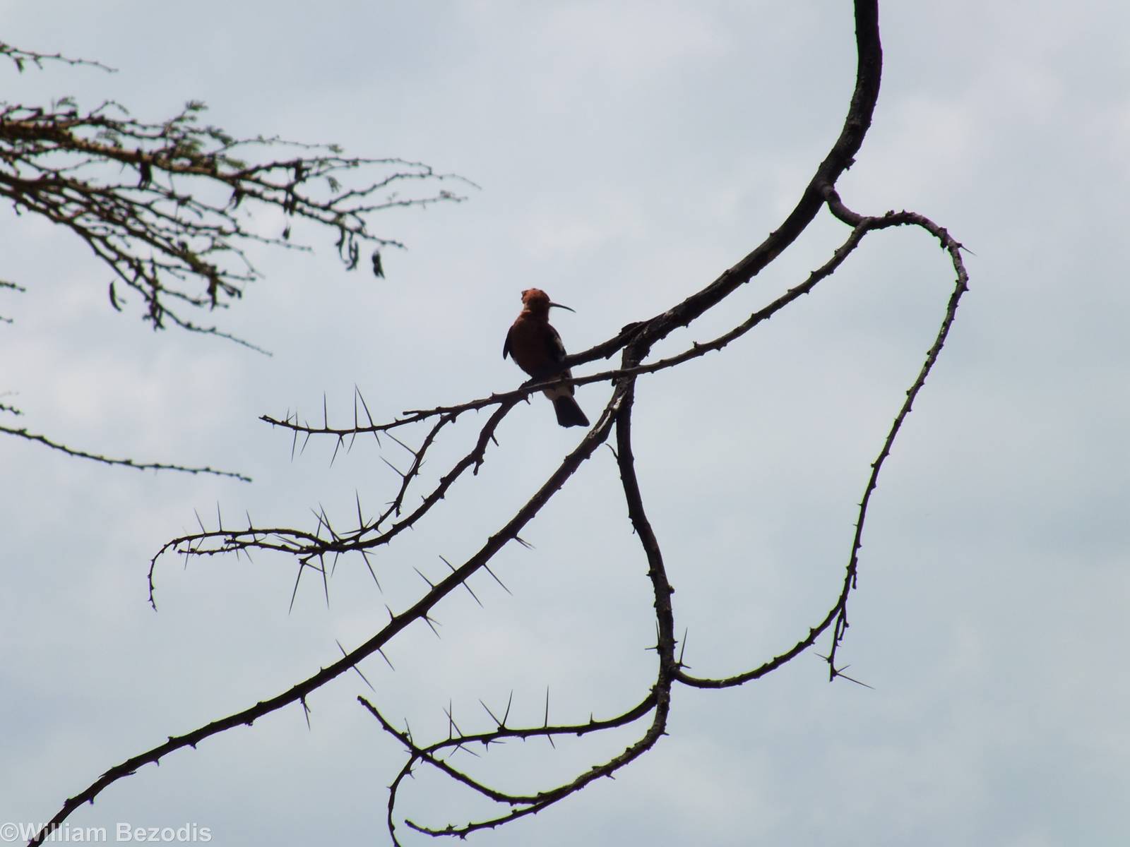 Hoopoe - Lake Nakuru