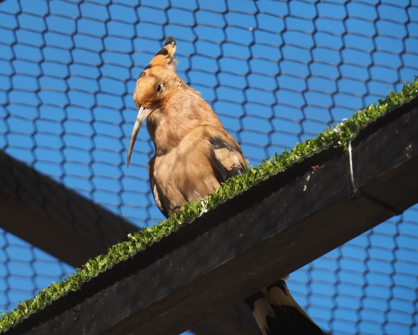Hoopoe (Upupa epops), 2019-04-20