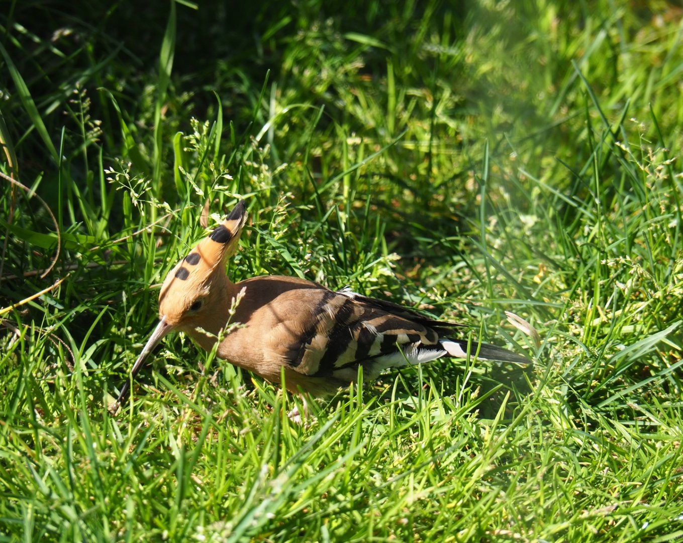 Hoopoe (Upupa epops), 2019-04-20