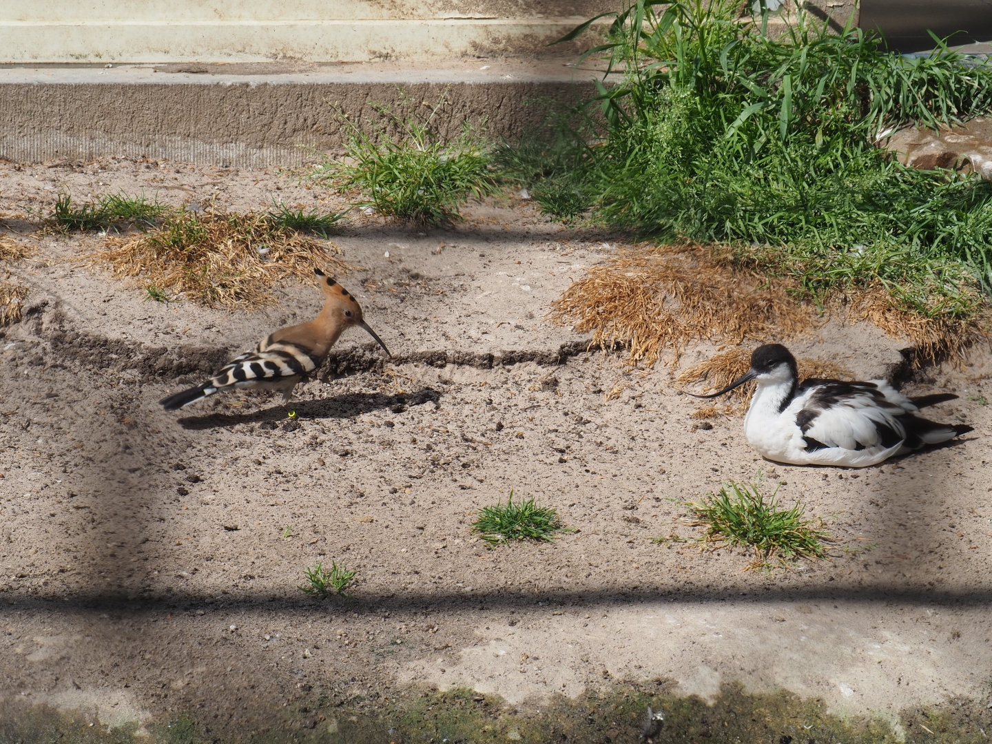 Hoopoe (Upupa epops) and Pied avocet (Recurvirostra avosetta)