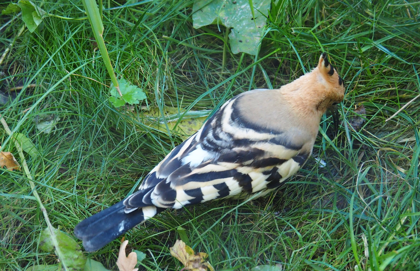 Hoopoe (Upupa epops), Oct 13th, 2018
