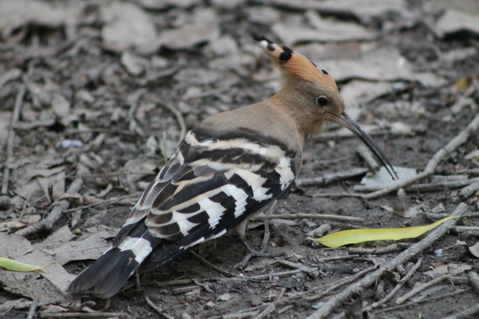 hoopoe (Upupa epops)