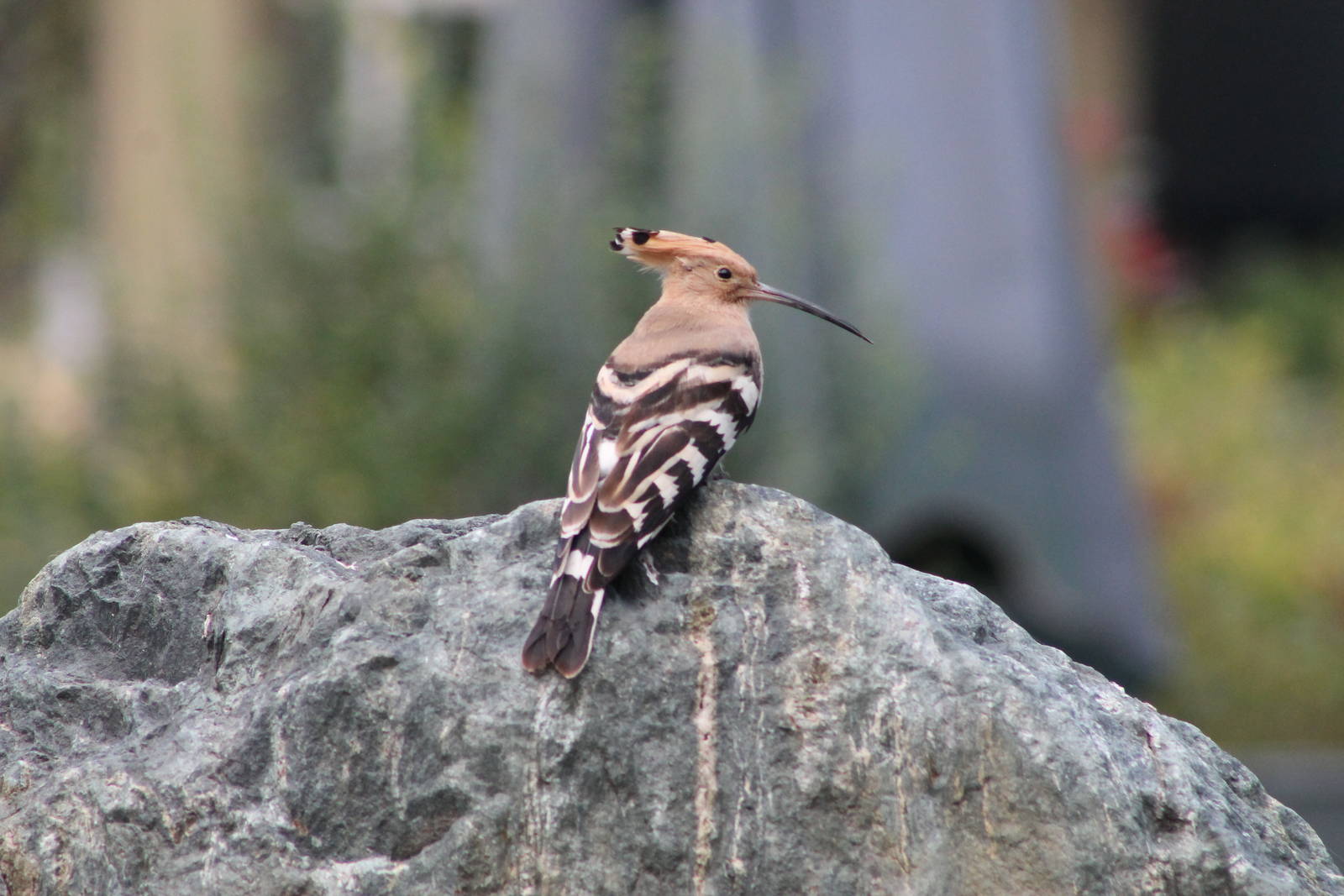 Hoopoe (Upupa epops)