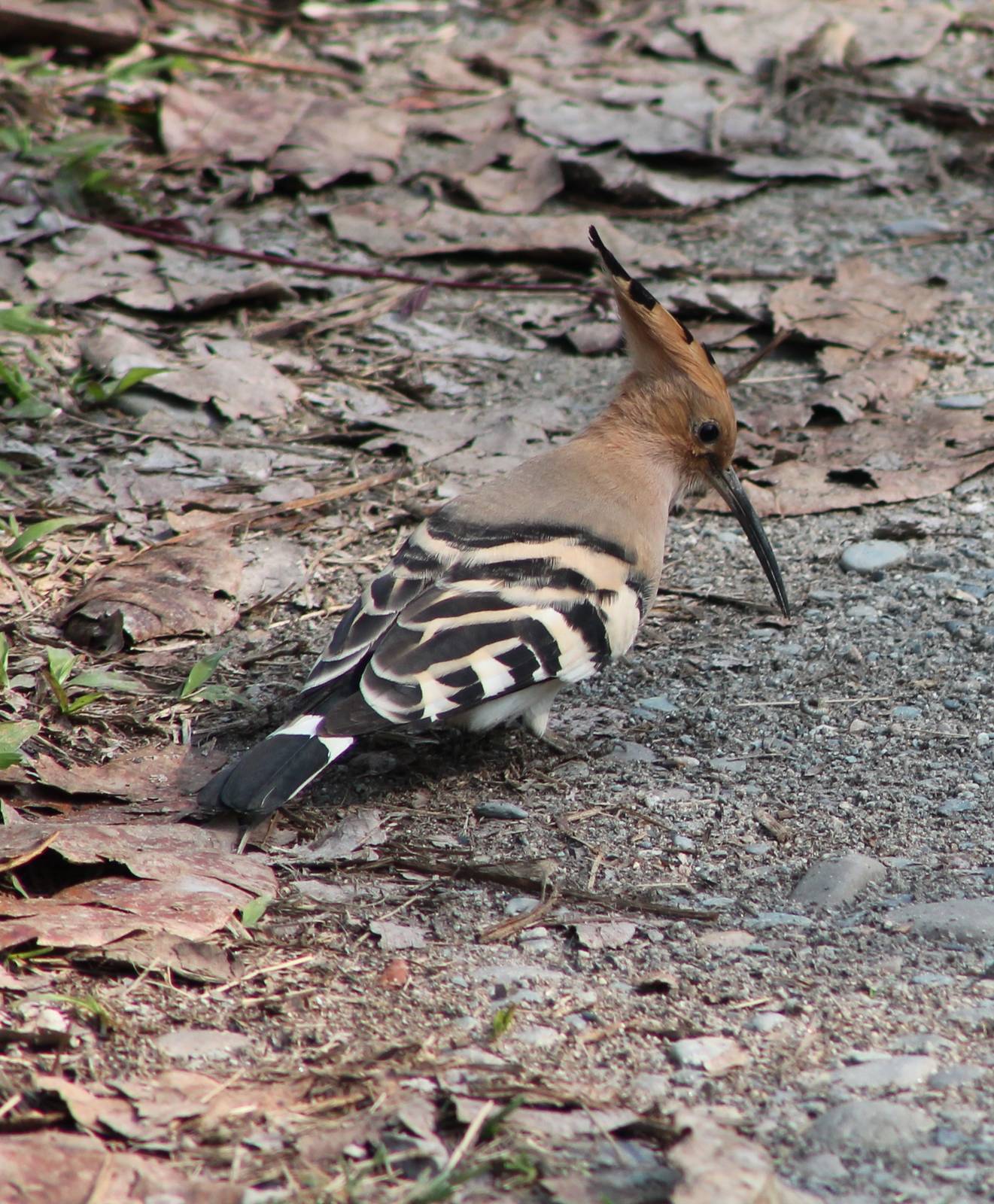 Hoopoe (Upupa epops)