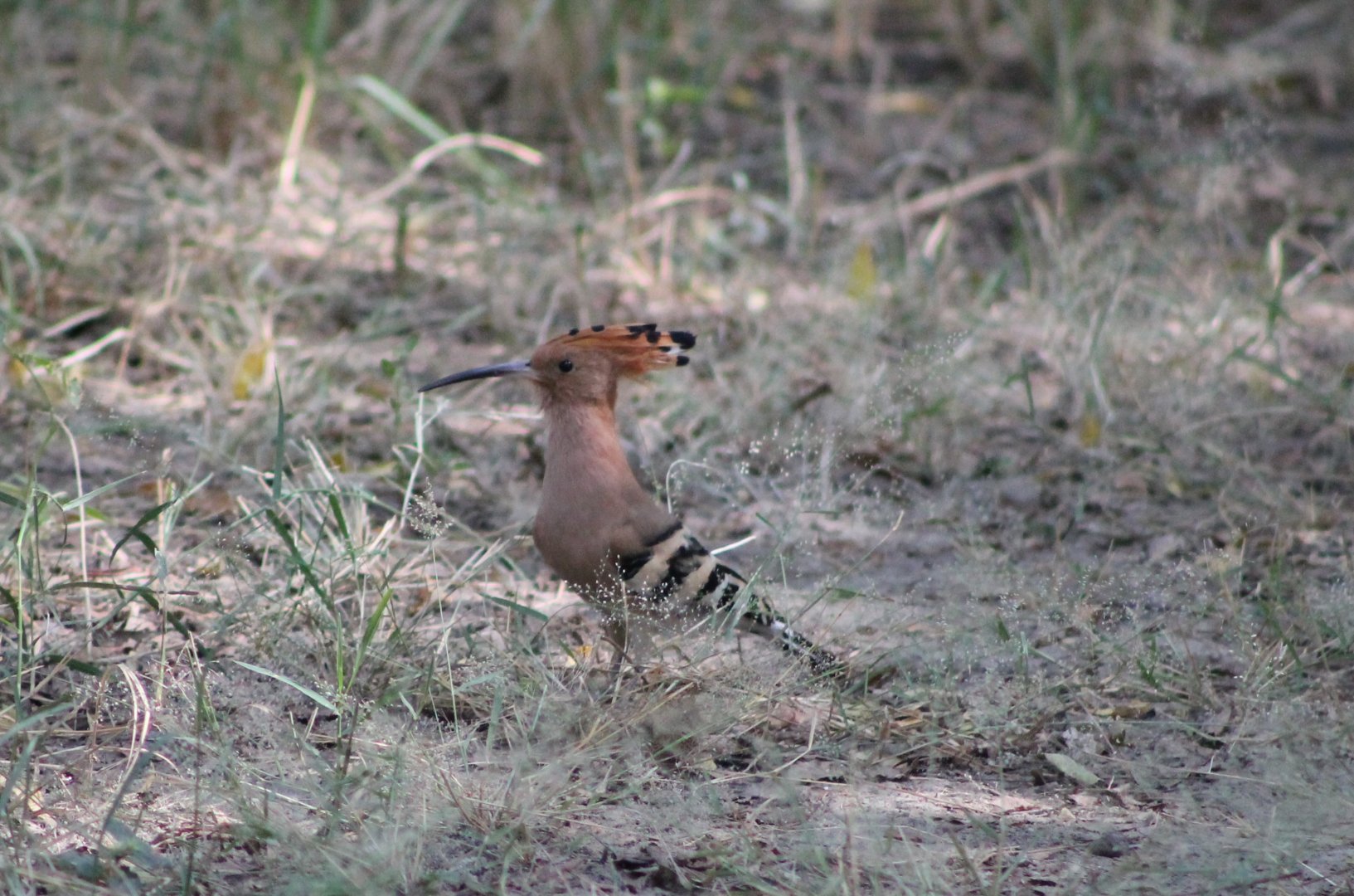 Hoopoe (Upupa epops)