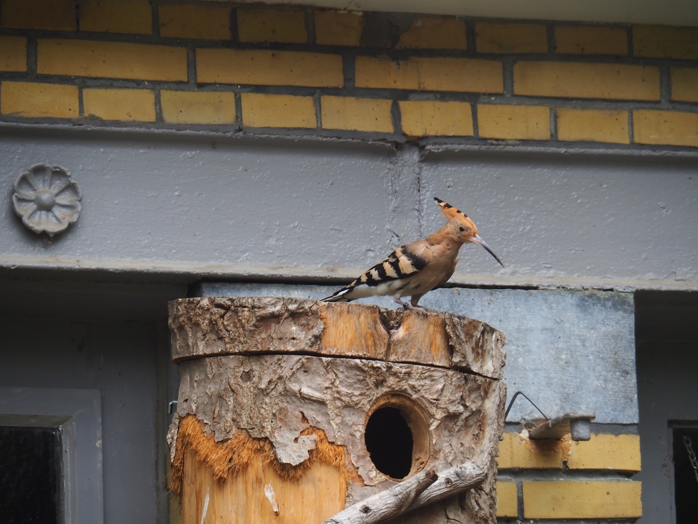 Hoopoe (Upupa epops)