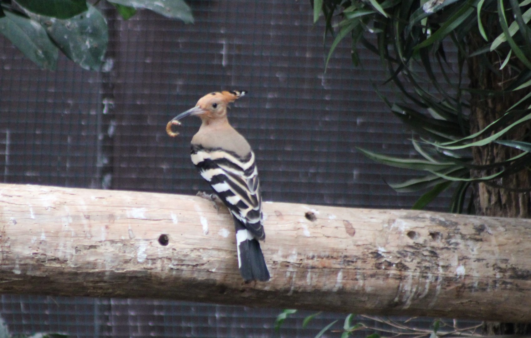 Hoopoe with prey