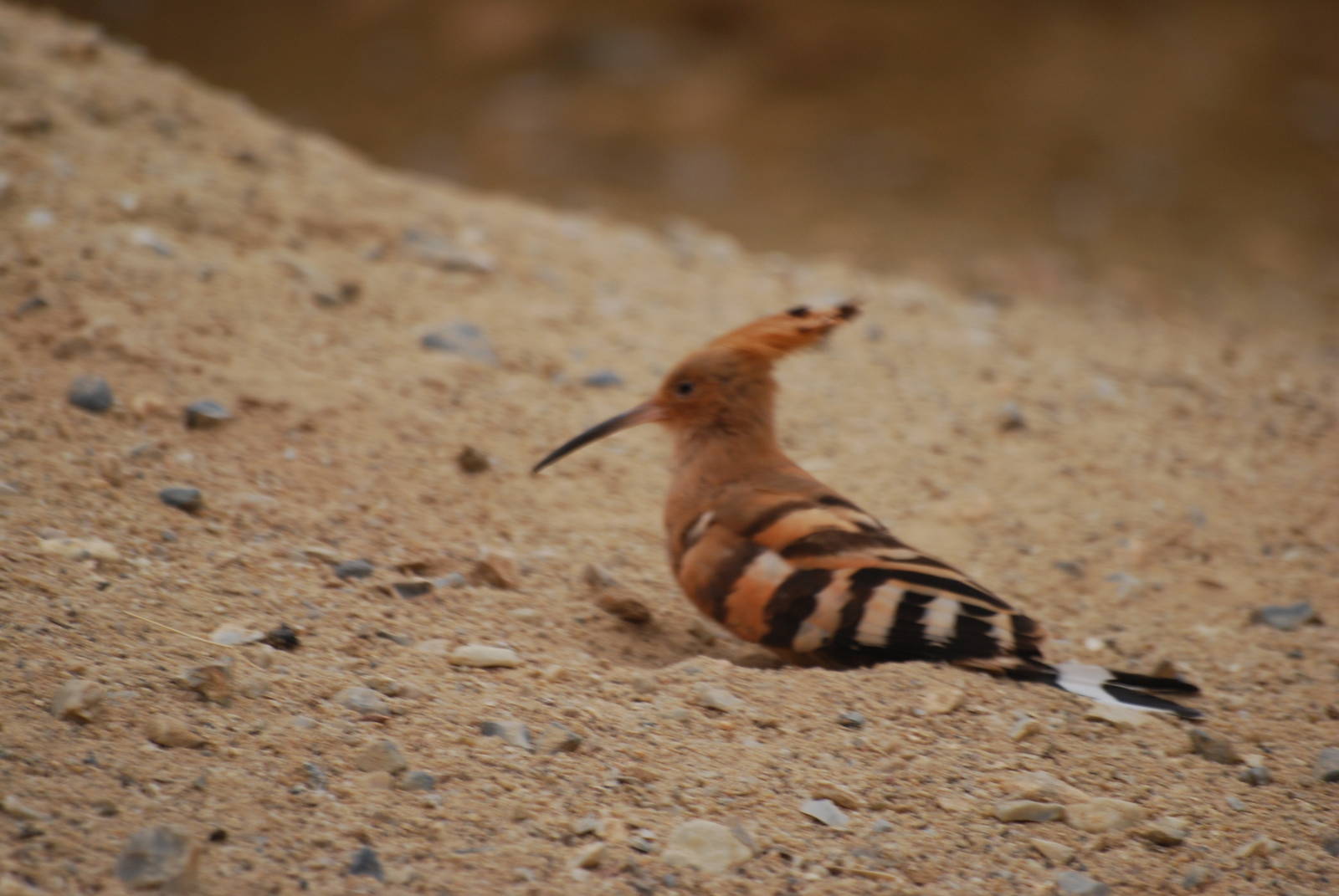 Hoopoe