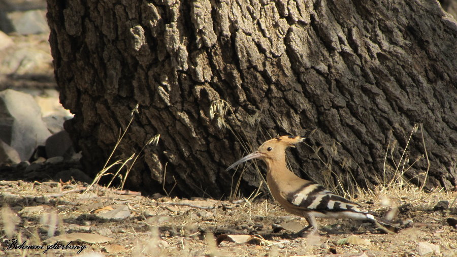 hoopoe