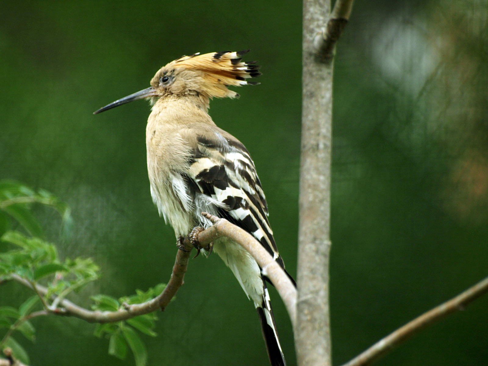 Hoopoe