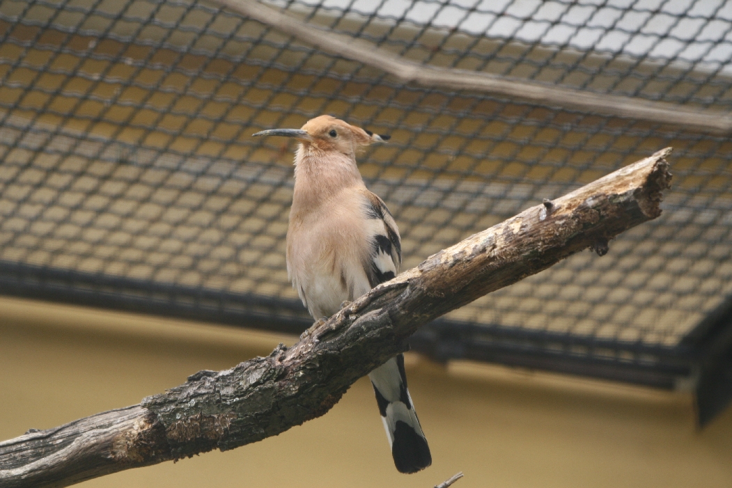 Hoopoe