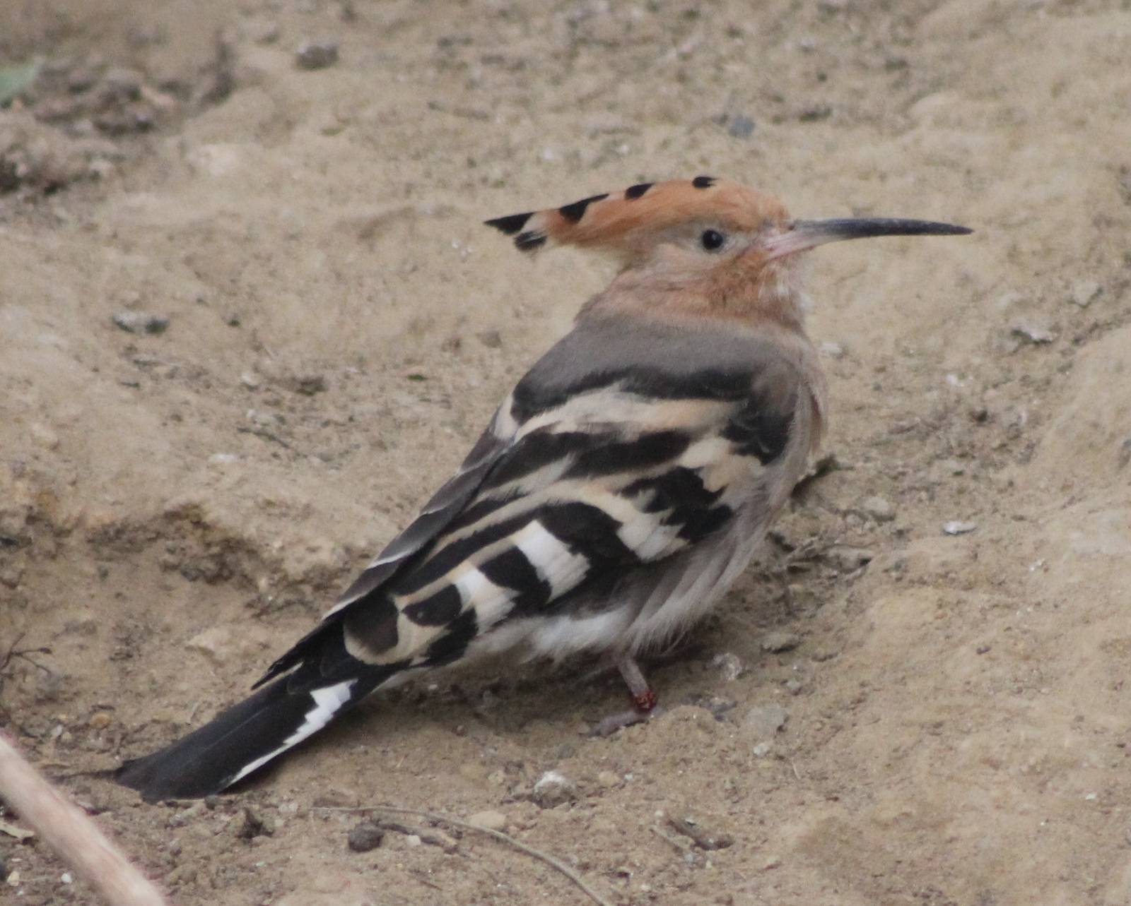Hoopoe