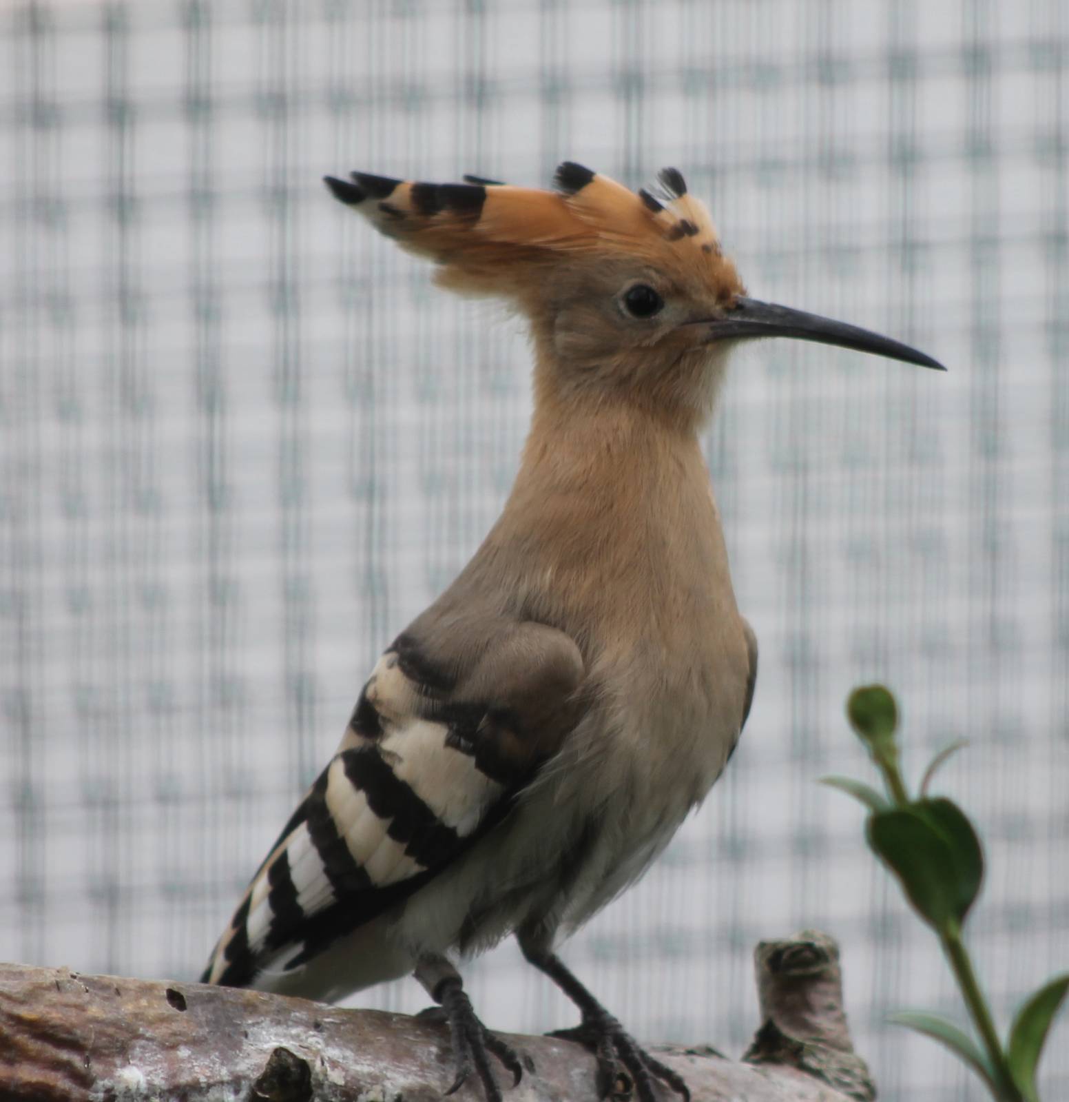 Hoopoe