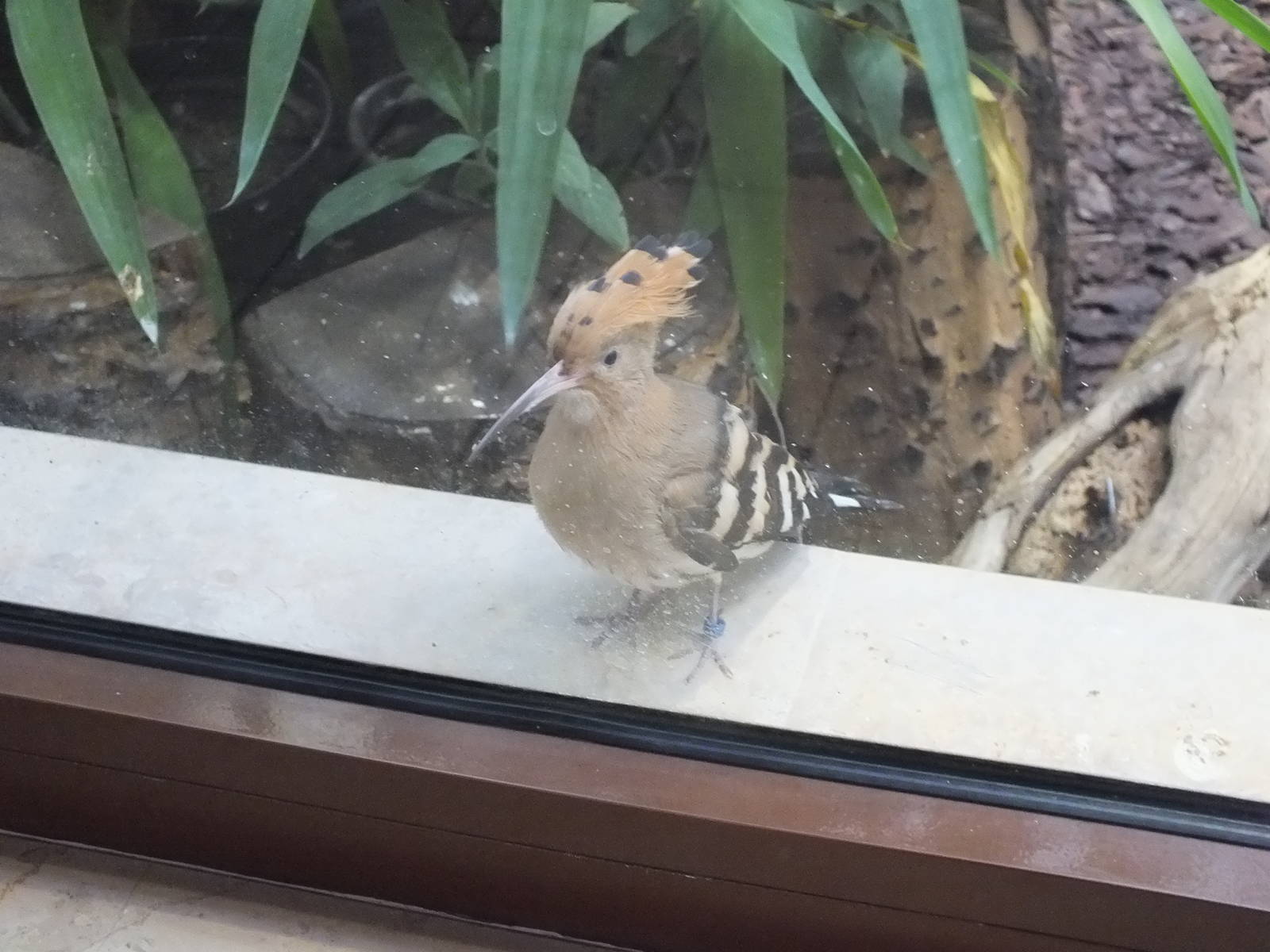 Hoopoe